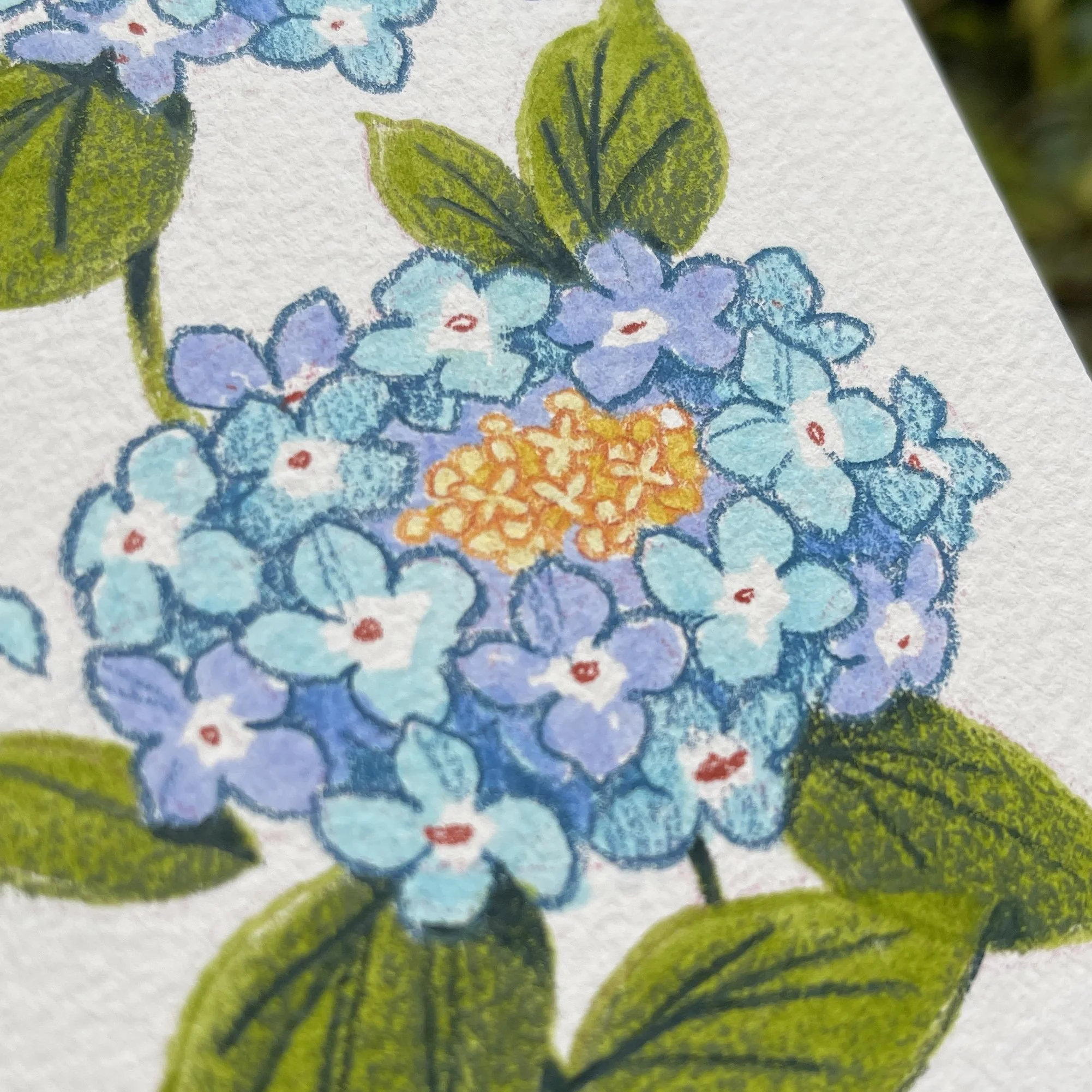 original_duodhortensias2.jpg