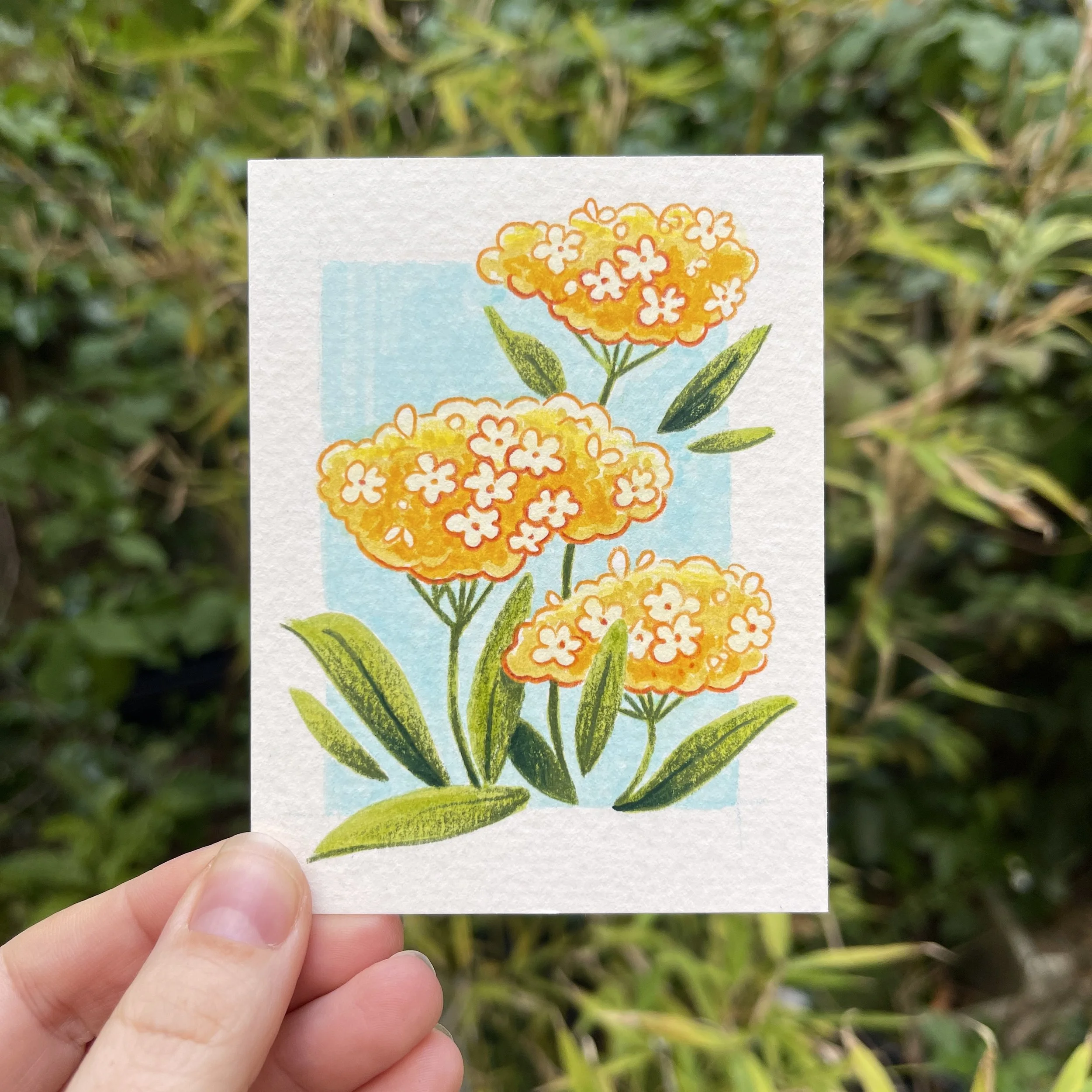 Dessin d'achillée