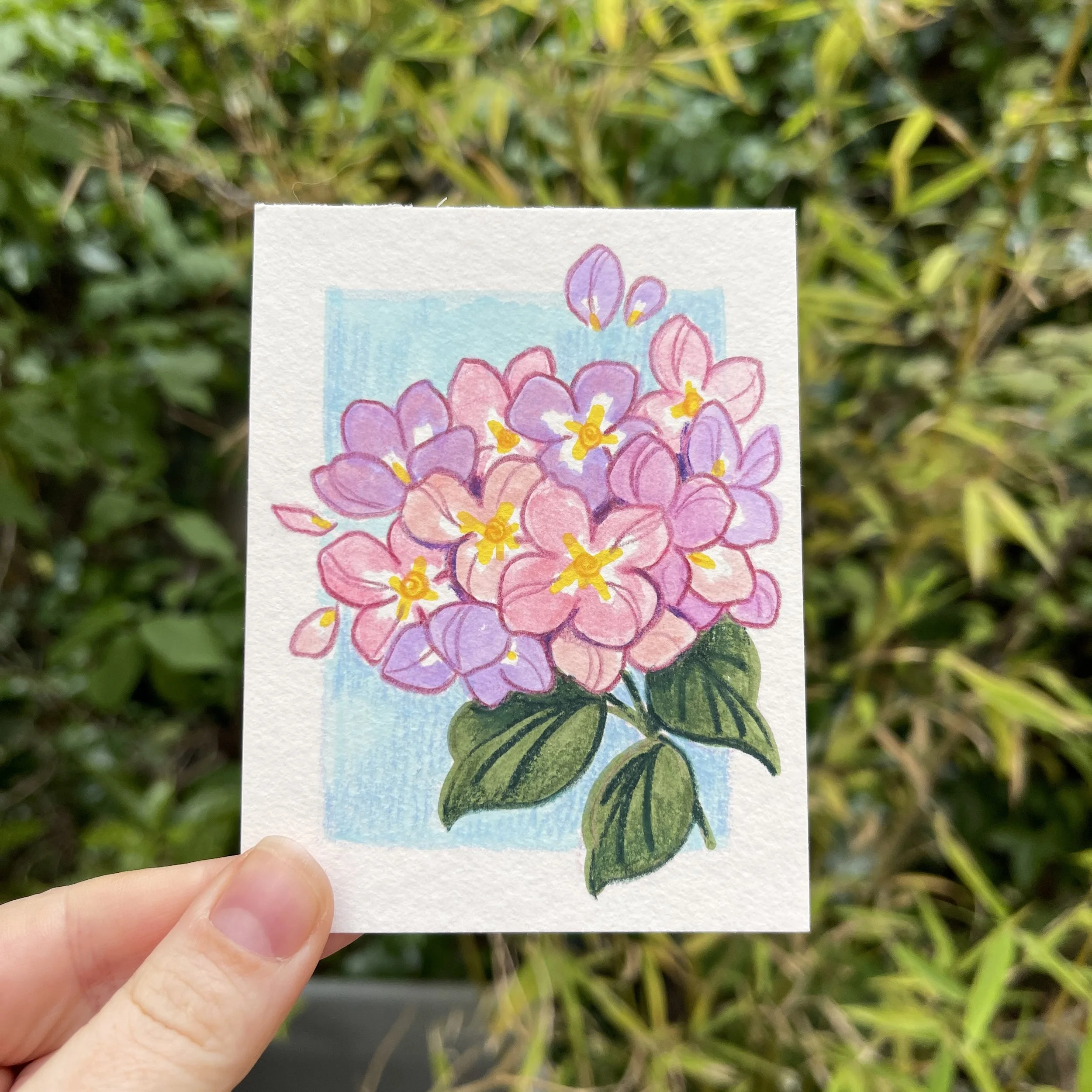 Dessin d'Hortensia rose