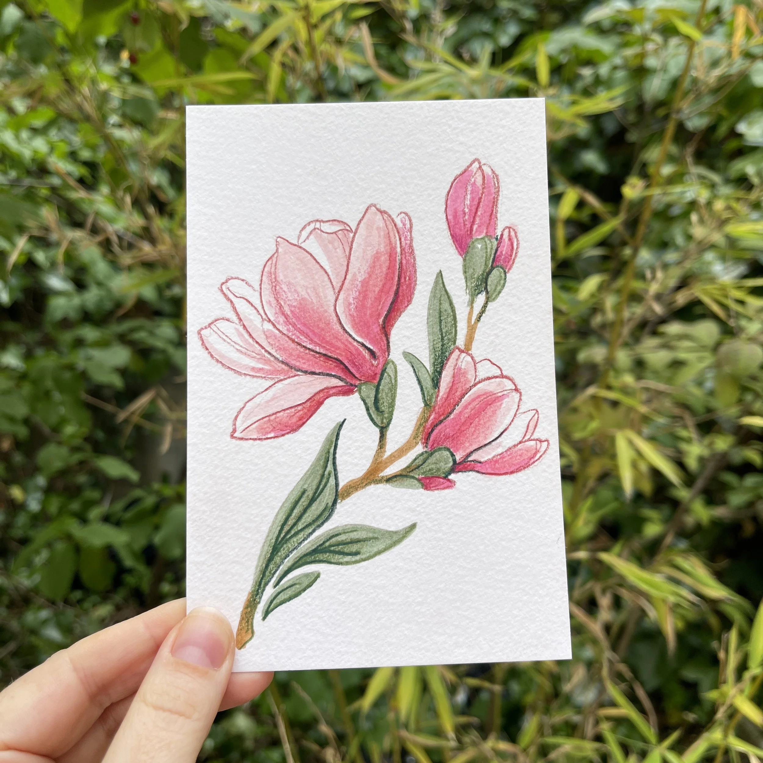 original_magnolia1.jpg (Copy)