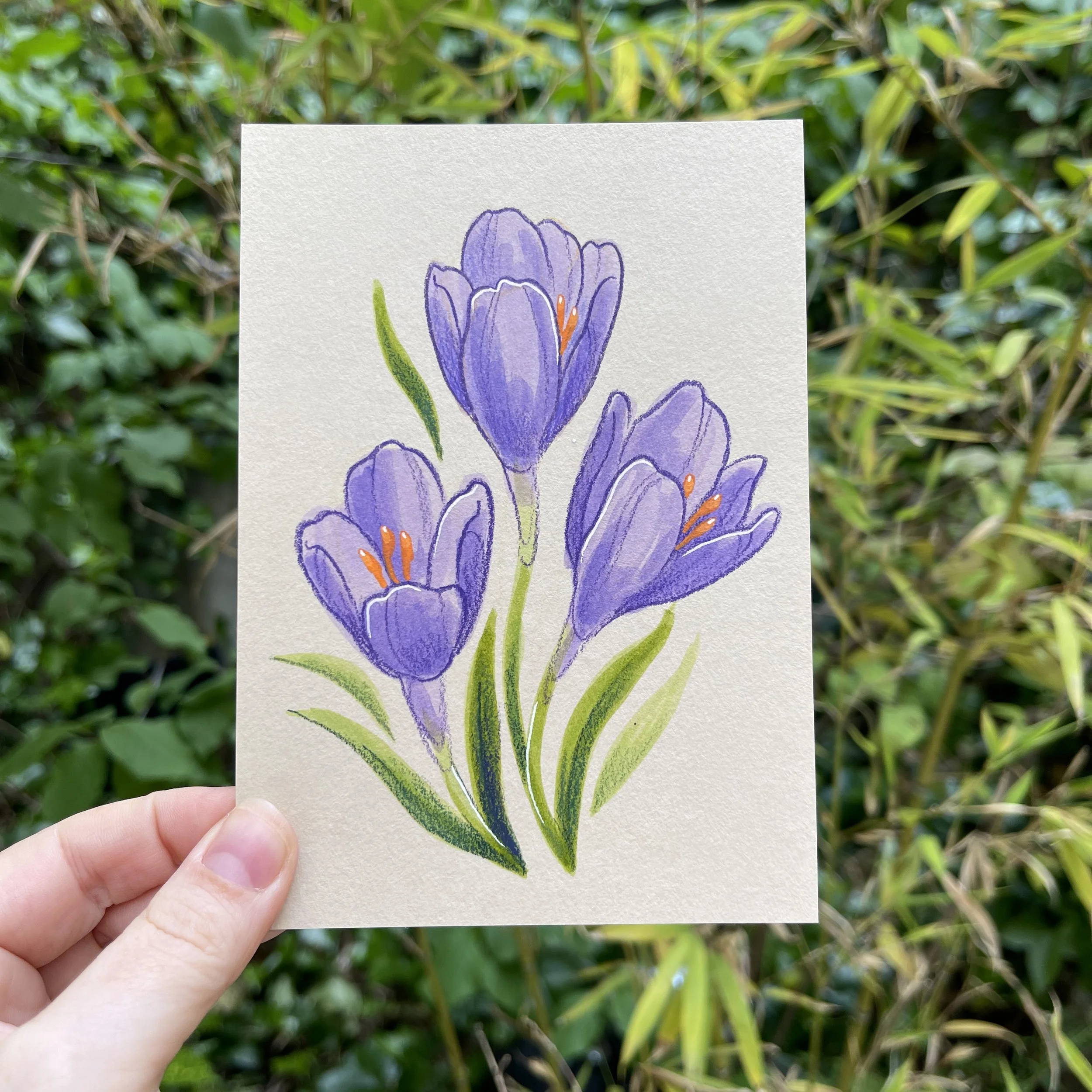 original_crocus.jpg