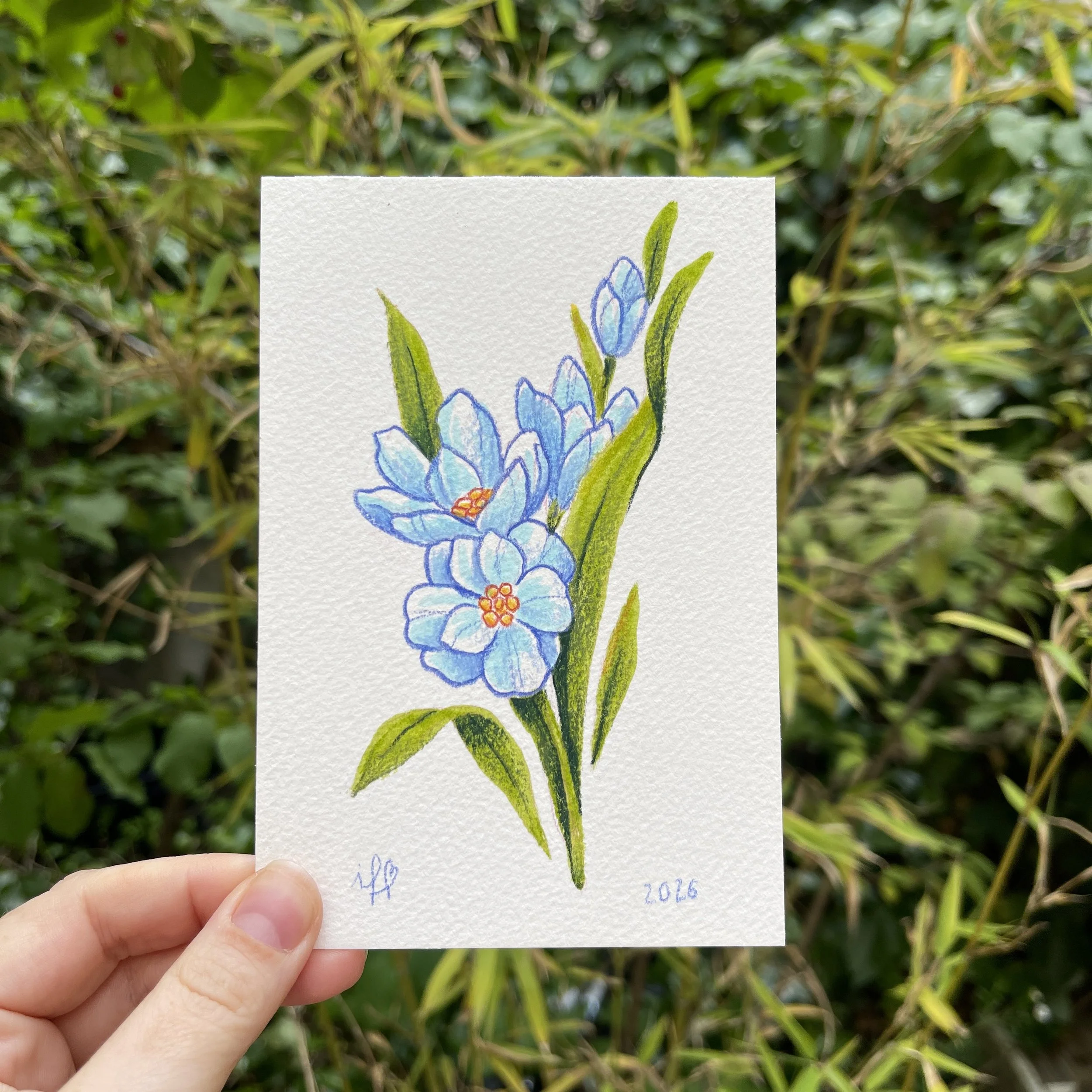 original_delphinium1.jpg