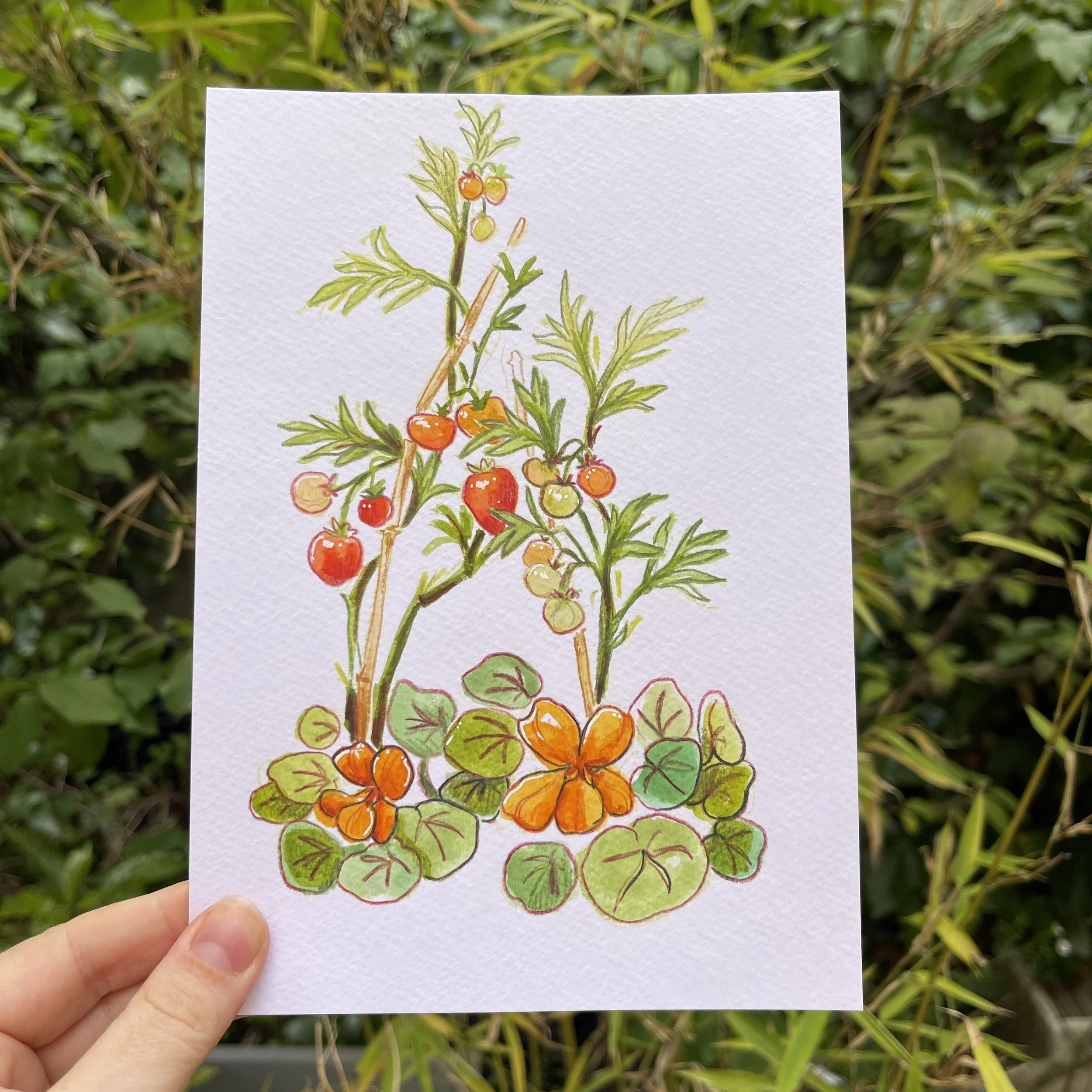 Dessin de tomates et capucines
