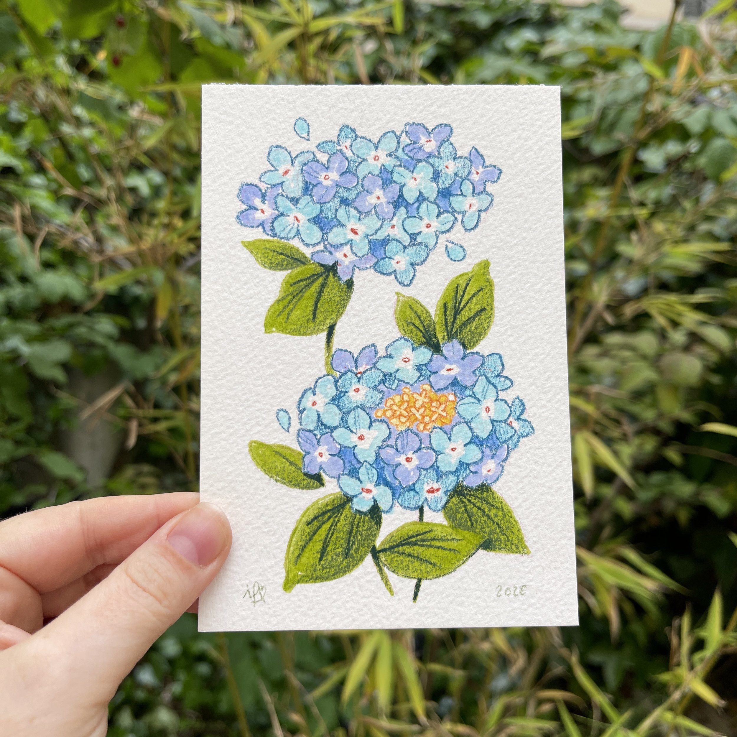 original_duodhortensias.jpg