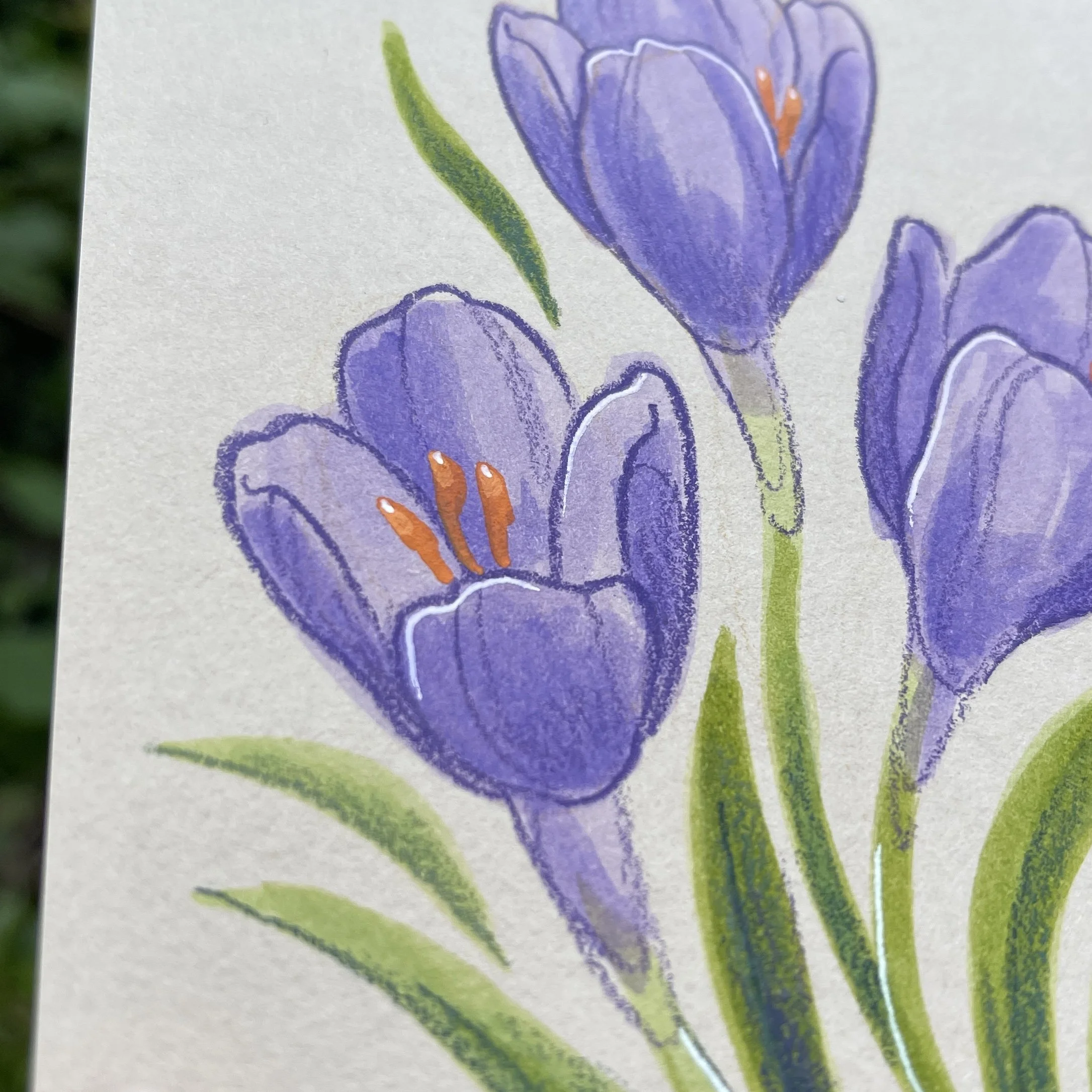 original_crocus2.jpg