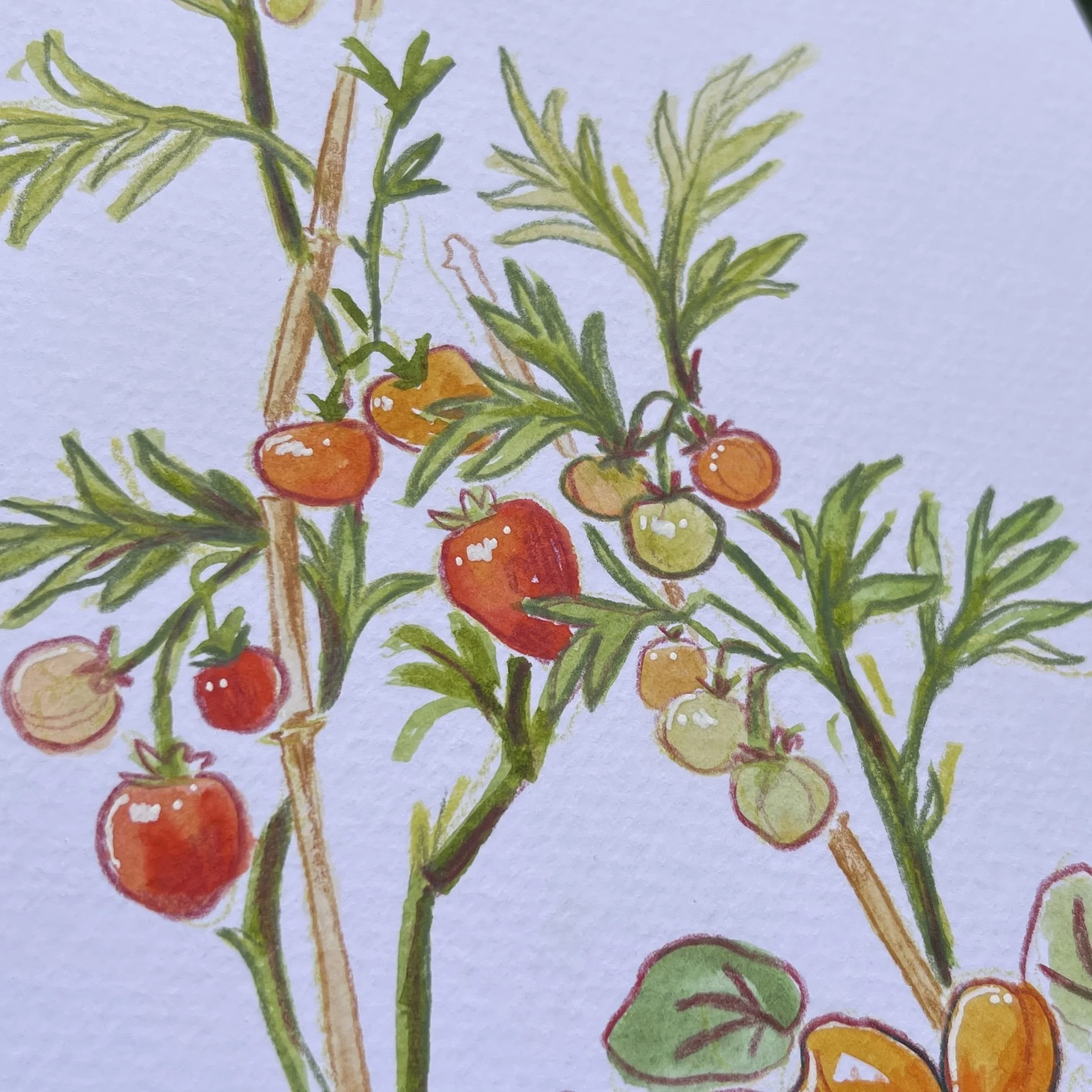 original_tomatecapucine2.jpg