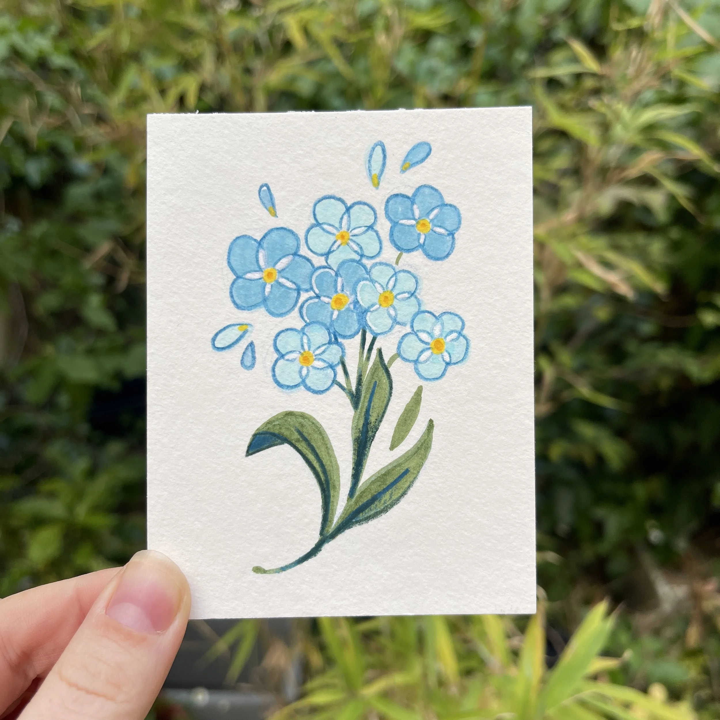 Dessin de Myosotis