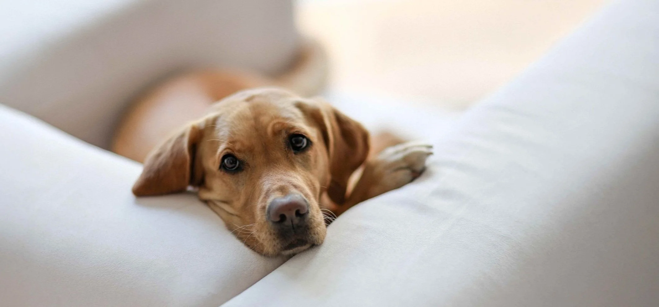 Ein brauner Hund liegt entspannt auf einem weißen Sofa mit einem traurigen Blick.