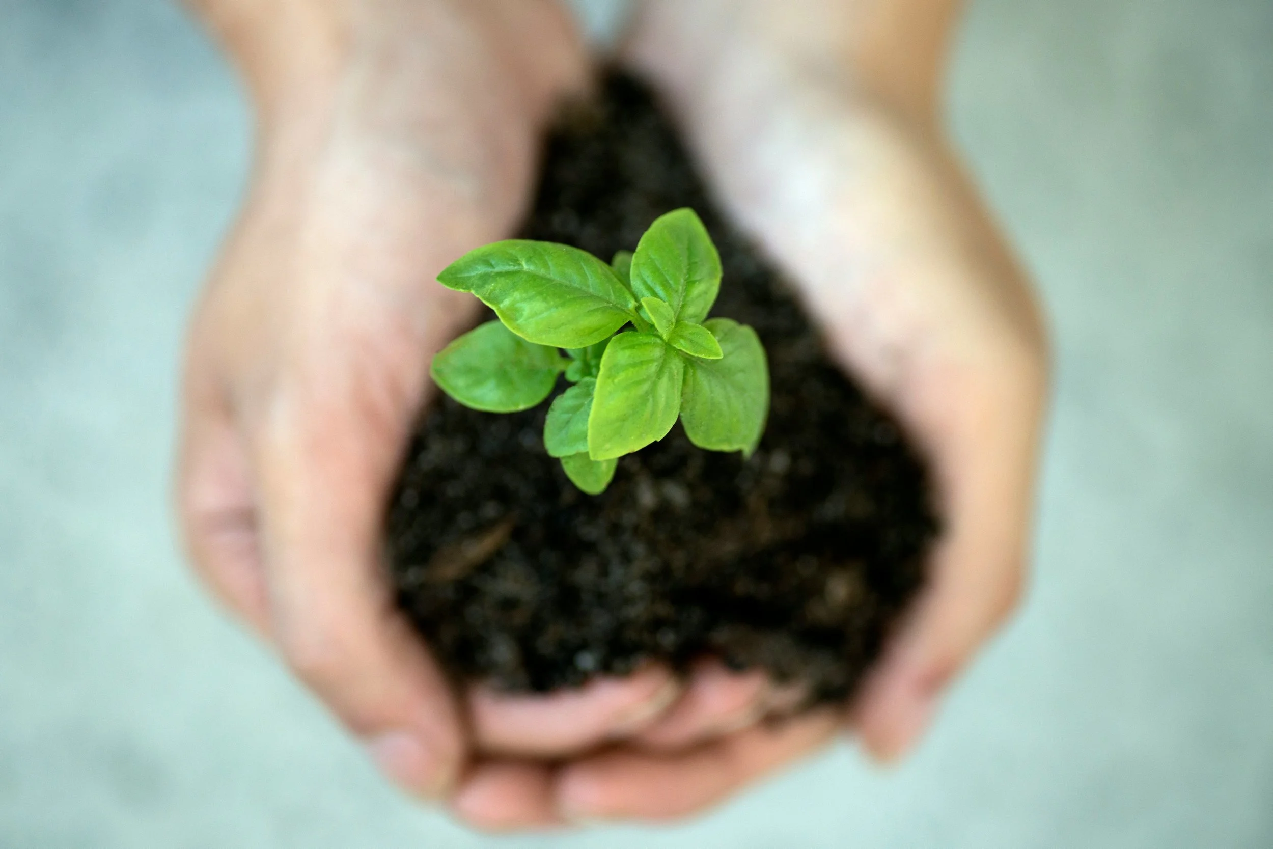 The Kingdom´s Soil 