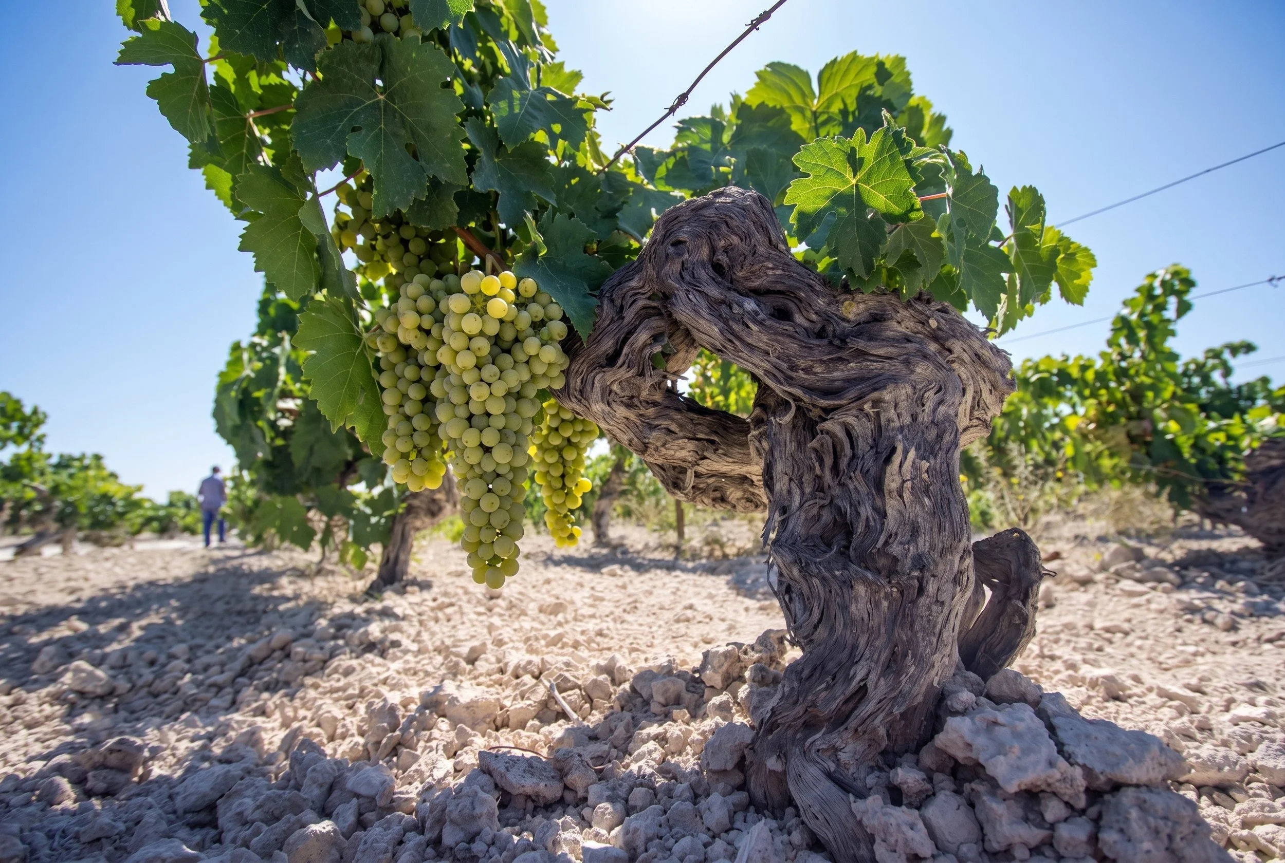 The Vineyard