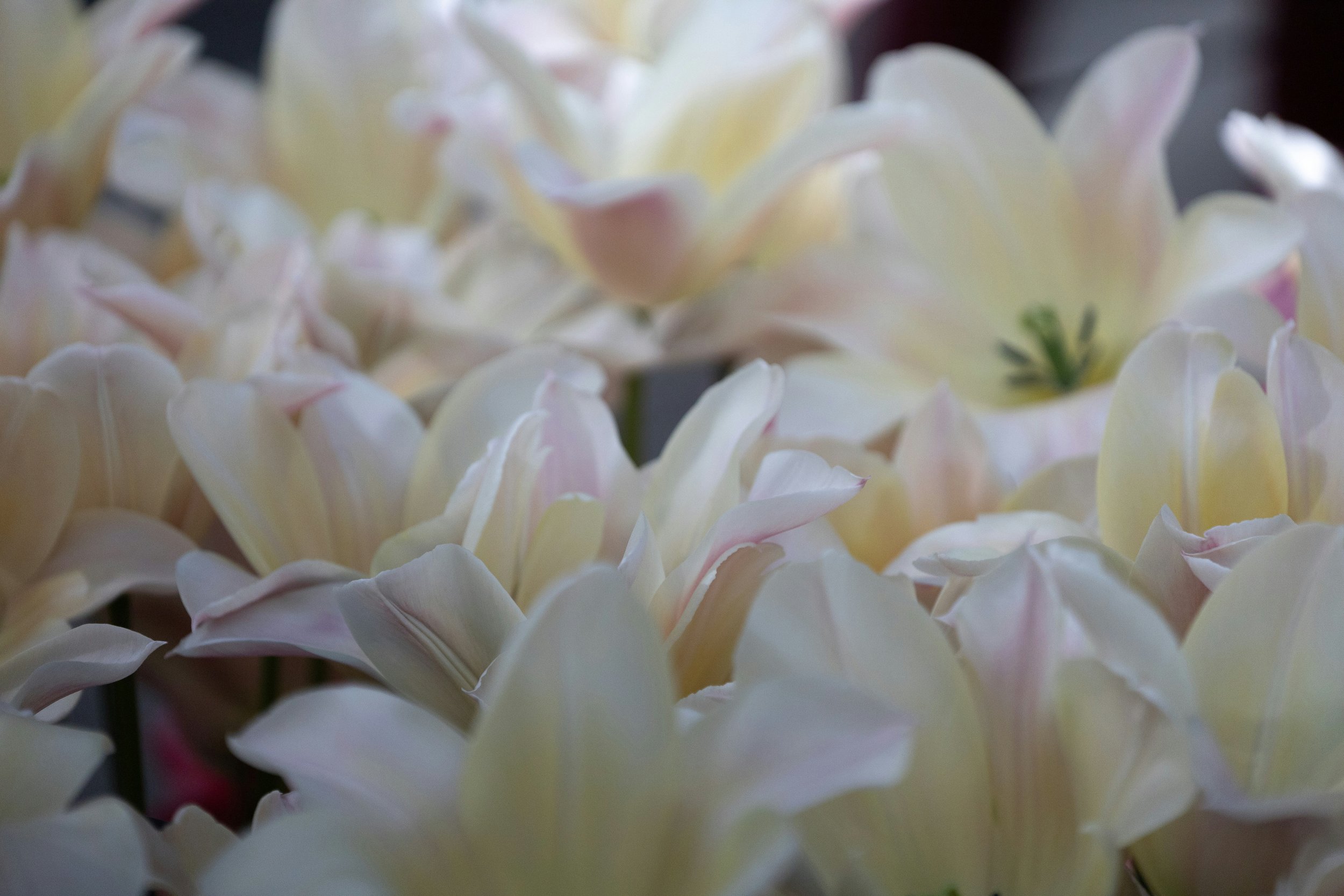 Close-up of pale pink and white tulip flowers with green stamens, blurred background.