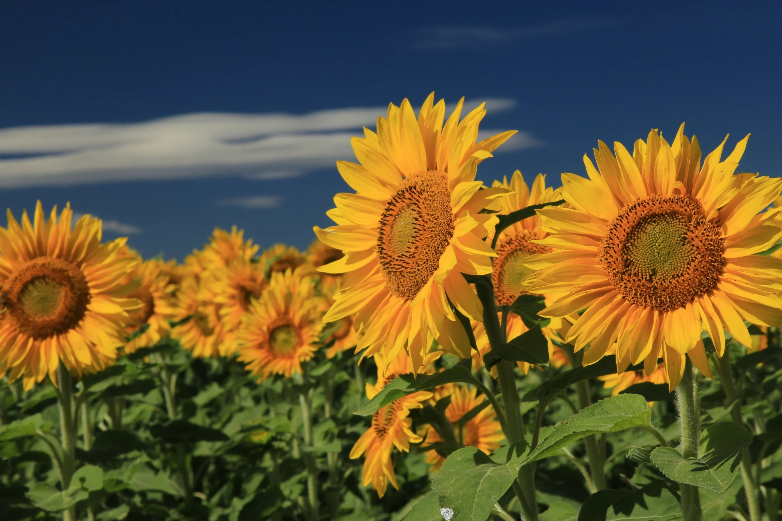 A field of sunflowers under a clear blue sky with some wispy clouds.