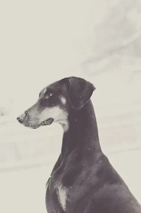 Photography Print | Doberman