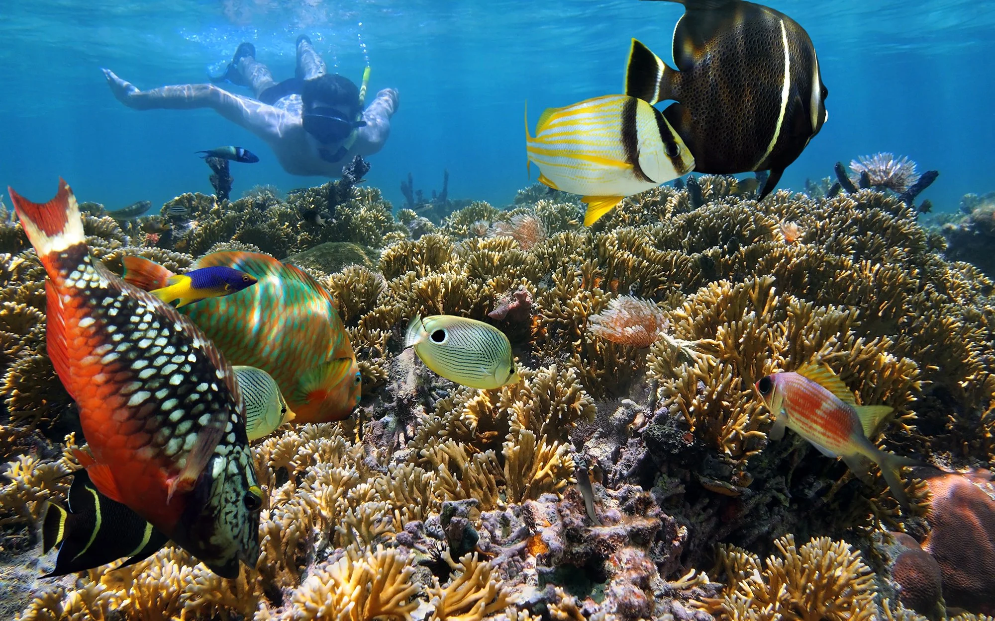 Snorkeling