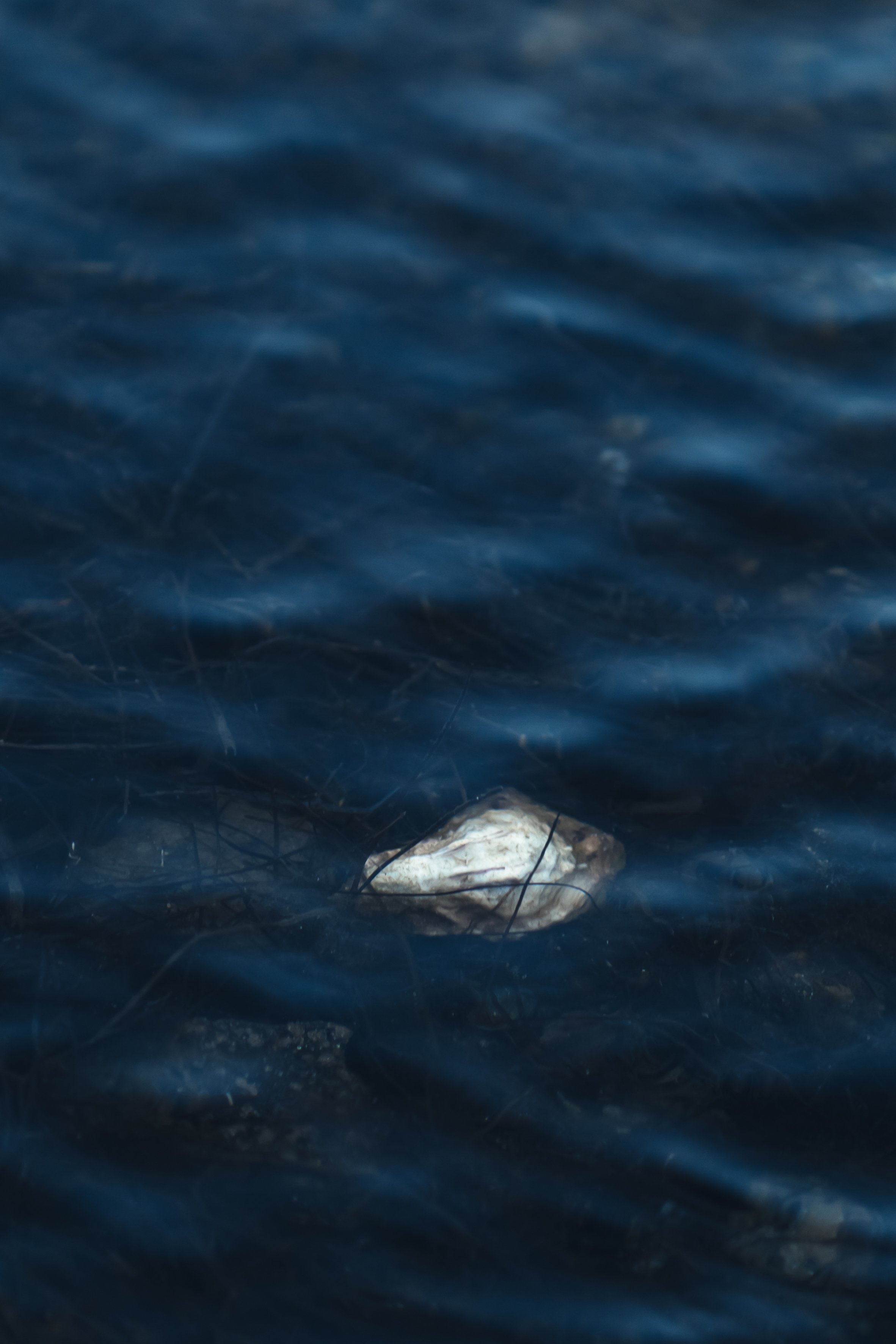 Une pierre dans l'eau, entourée de végétation aquatique et de reflets bleus.