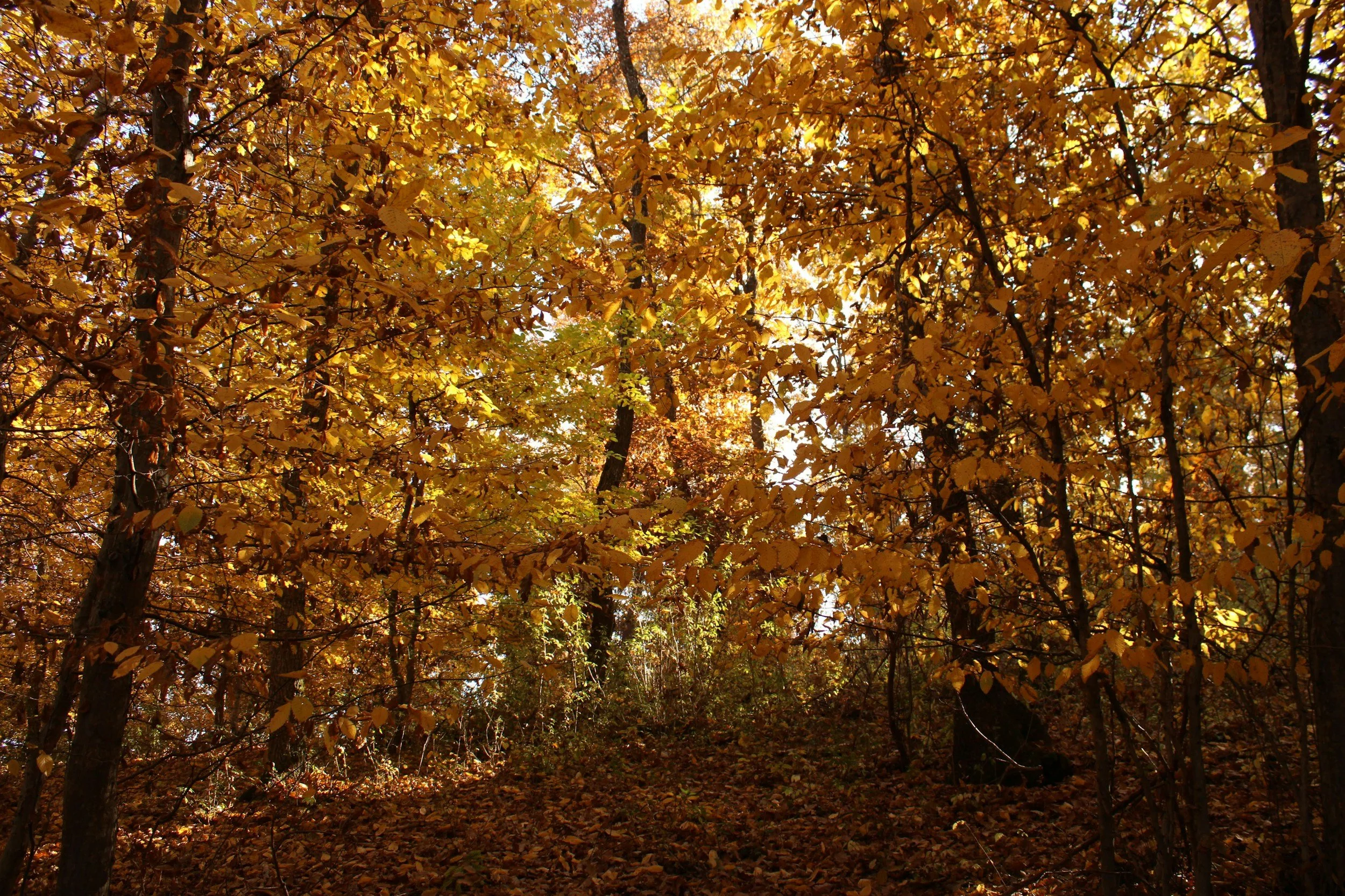 Some Thoughts on the Common Forest