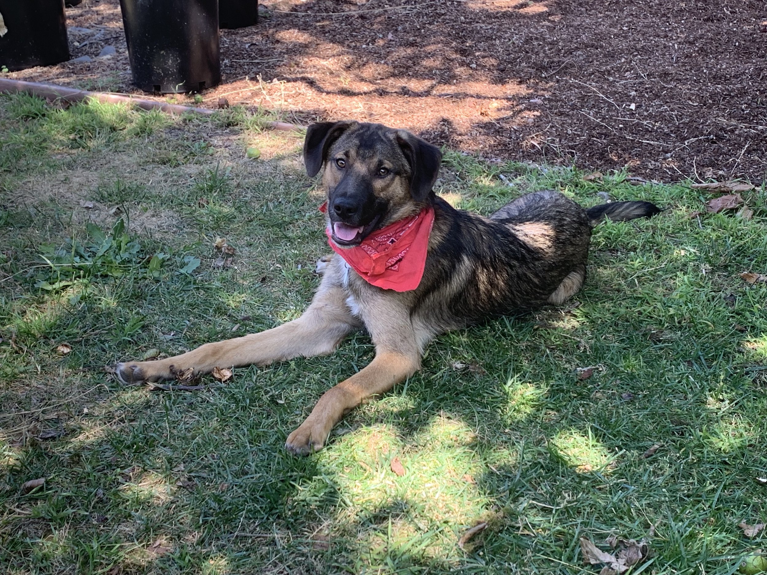 Syuk Bandana.jpg