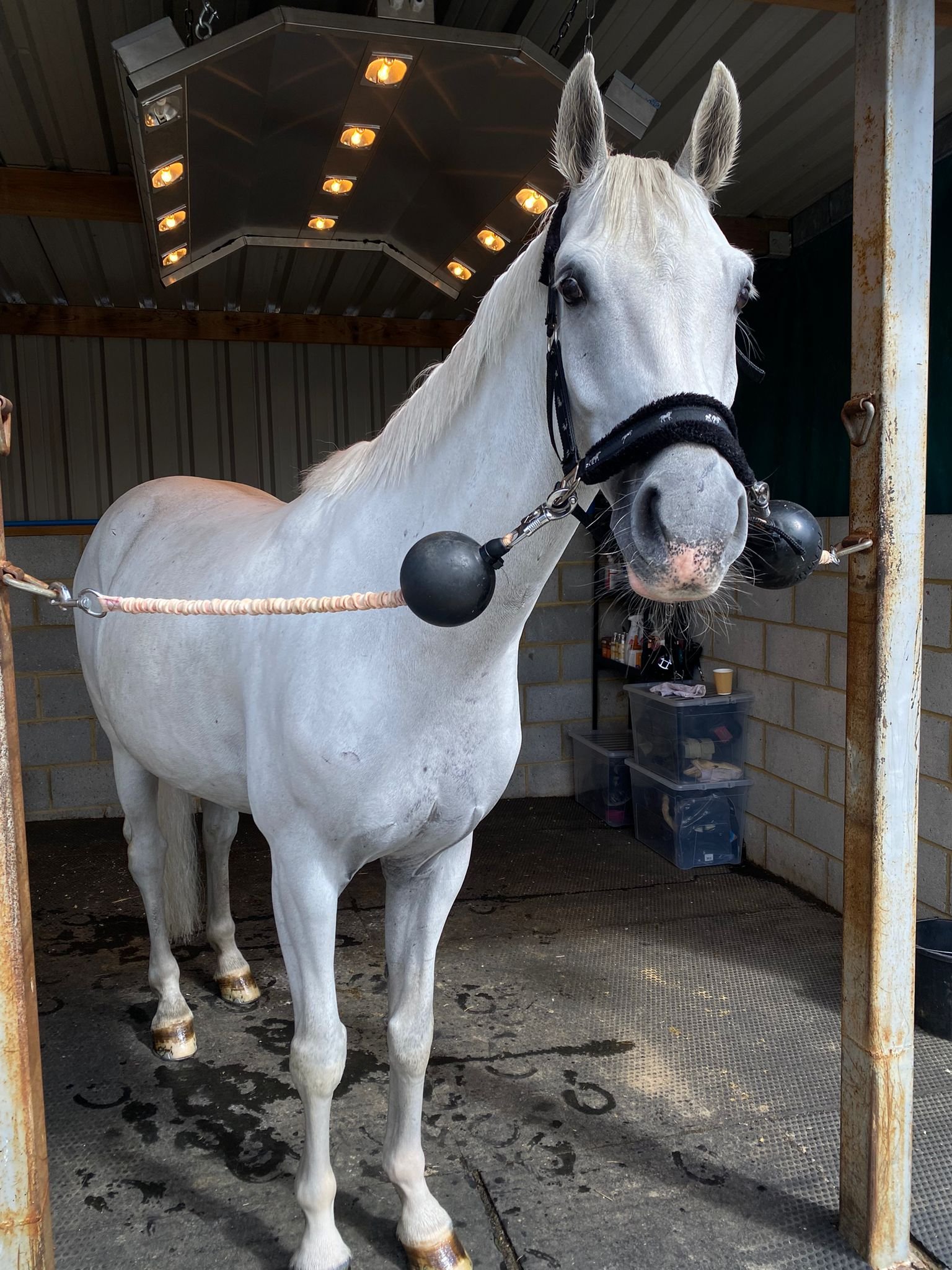 A man riding a horse jumps over a colorful obstacle during a show jumping event, with palm trees and blue sky in the background.