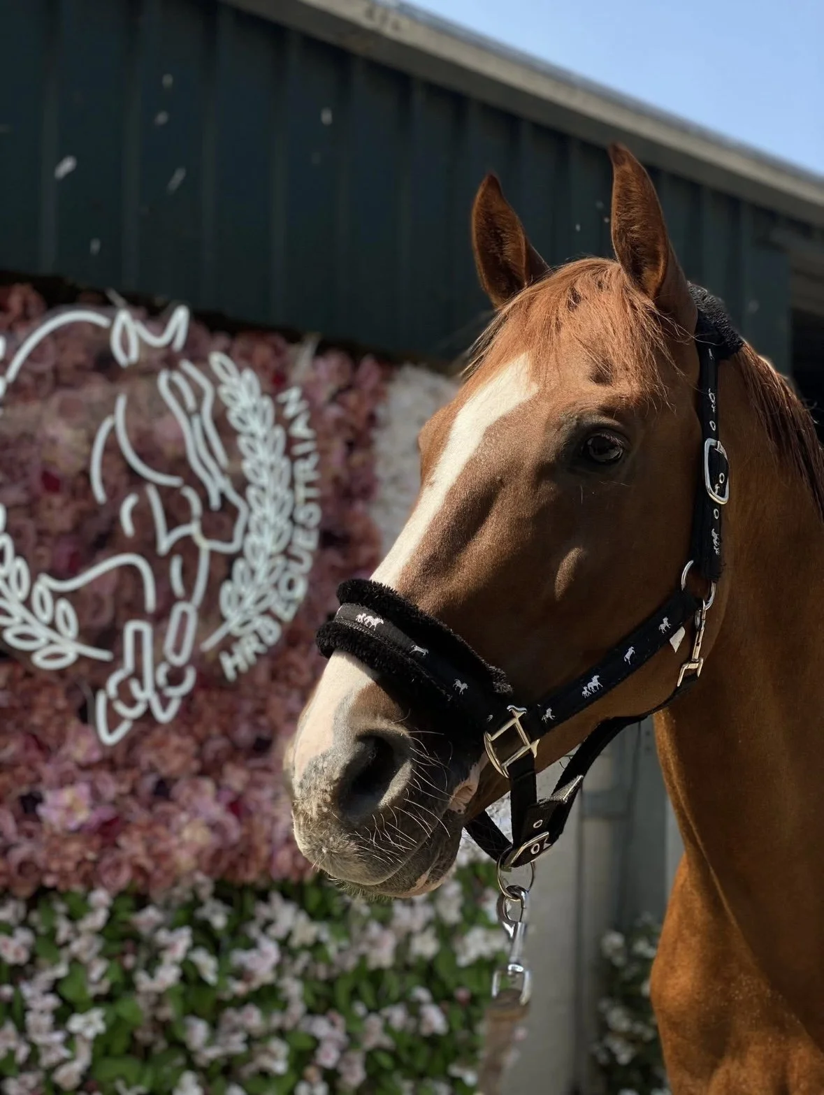 A close-up of a chestnut horse with a white blaze, wearing a black halter, standing in front of pink and white flowers and a sign with a horse logo.