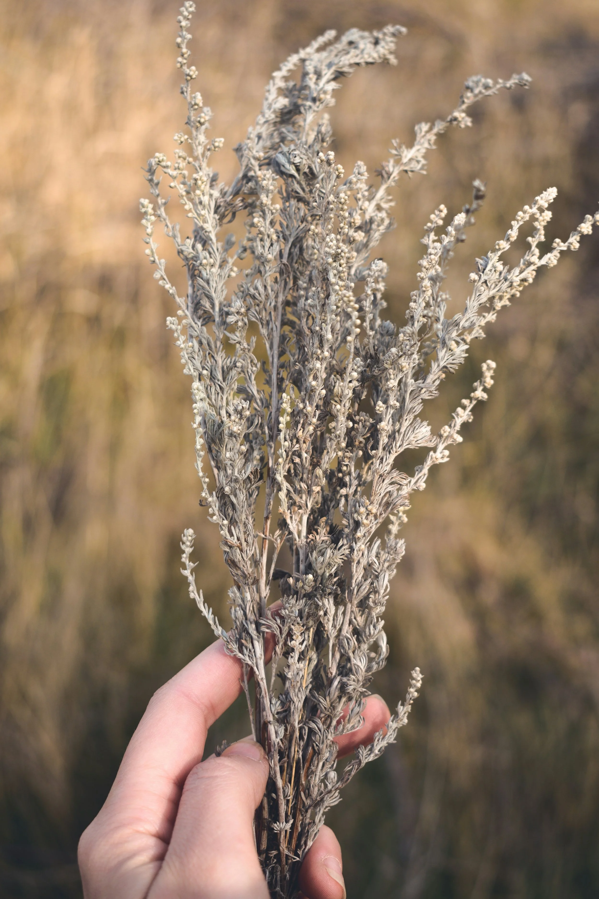 dried flower in EFT couples therapist's office