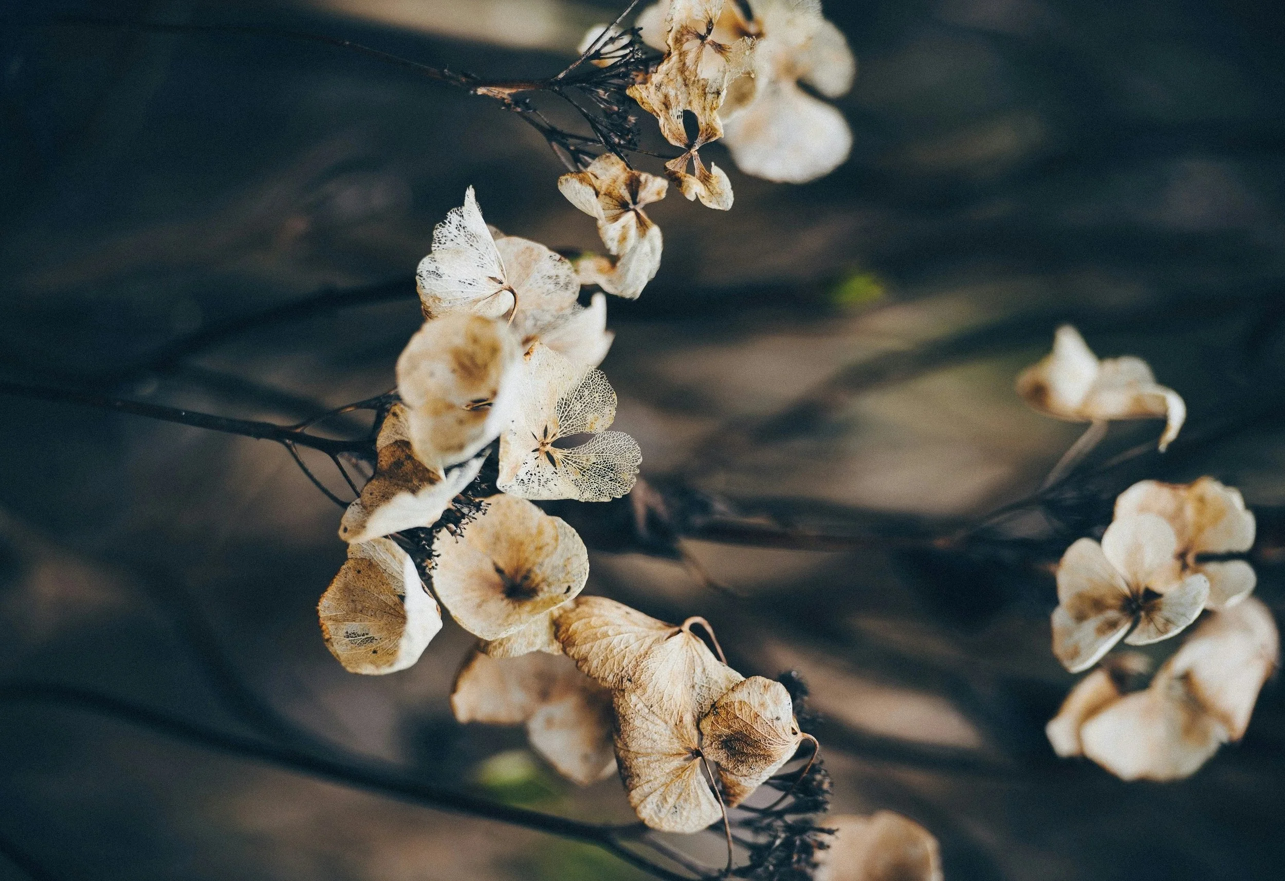 dried flowers in chronic pain therapist's Washington office
