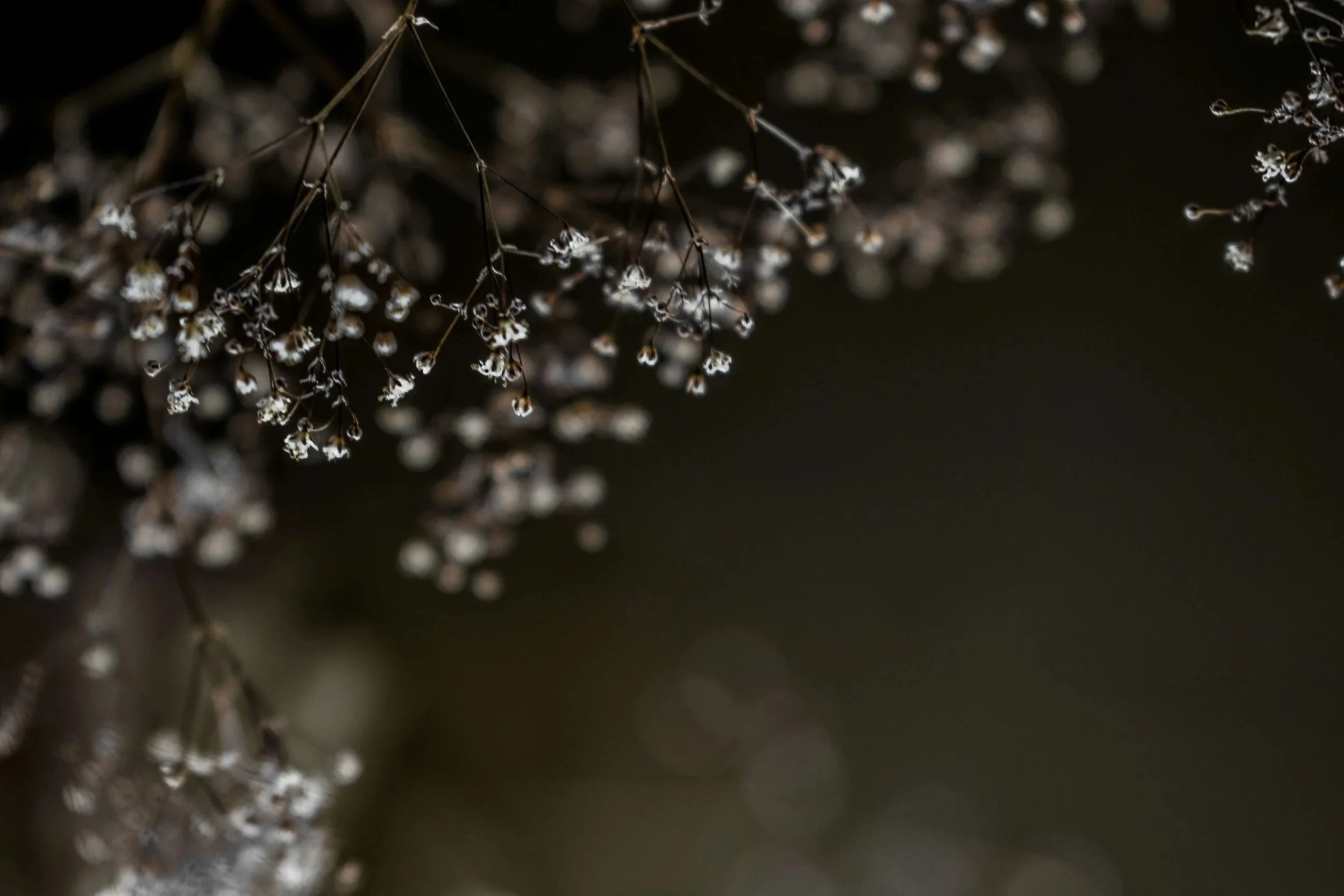 dried flowers in marriage counselor's Bellevue office