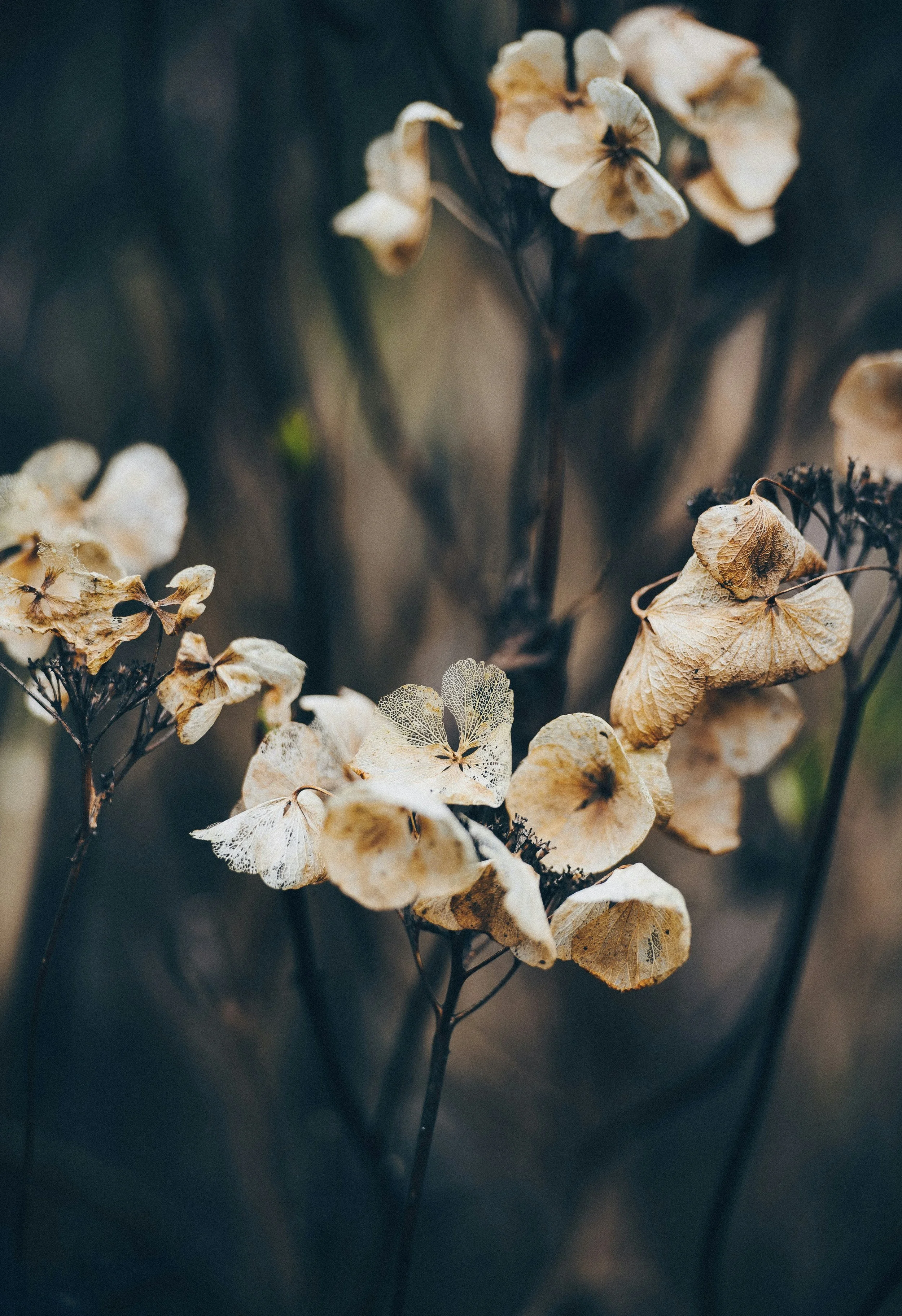 Dried flowers in religious trauma therapist's office