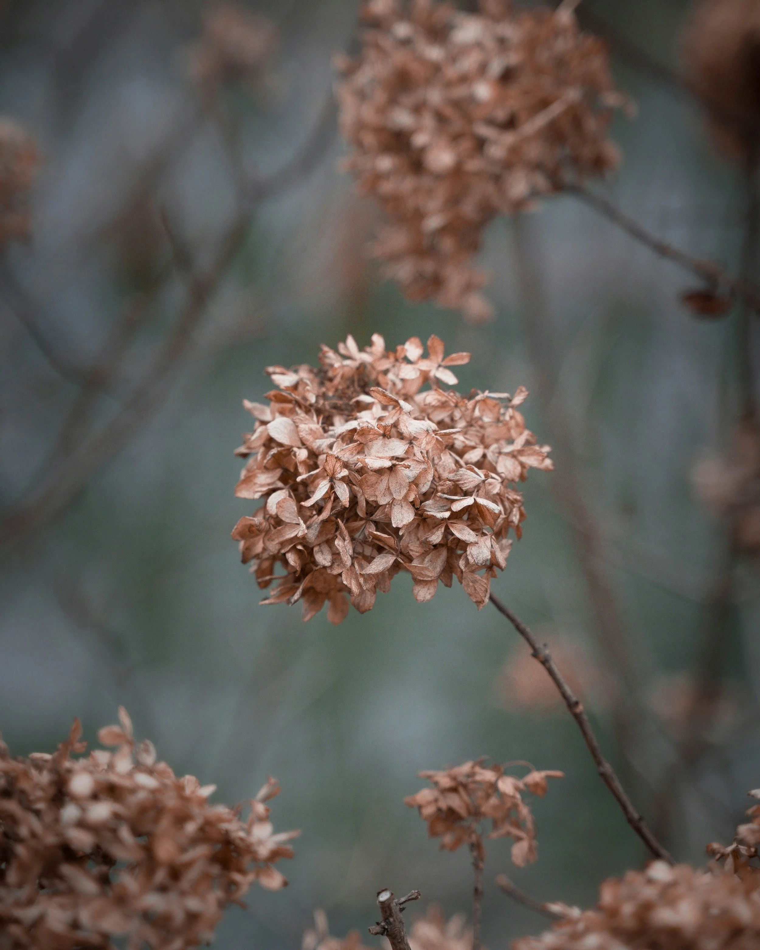 dried flowers in chronic pain therapist's Seattle office