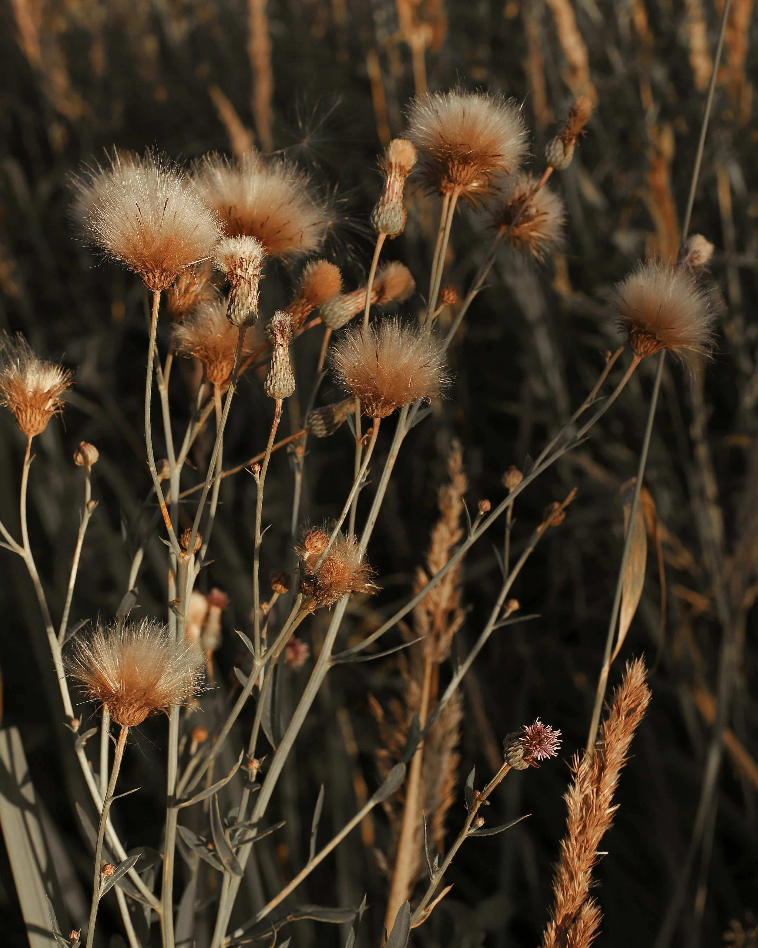 dried flowers in spiritual abuse therapist's office in Vancouver, WA