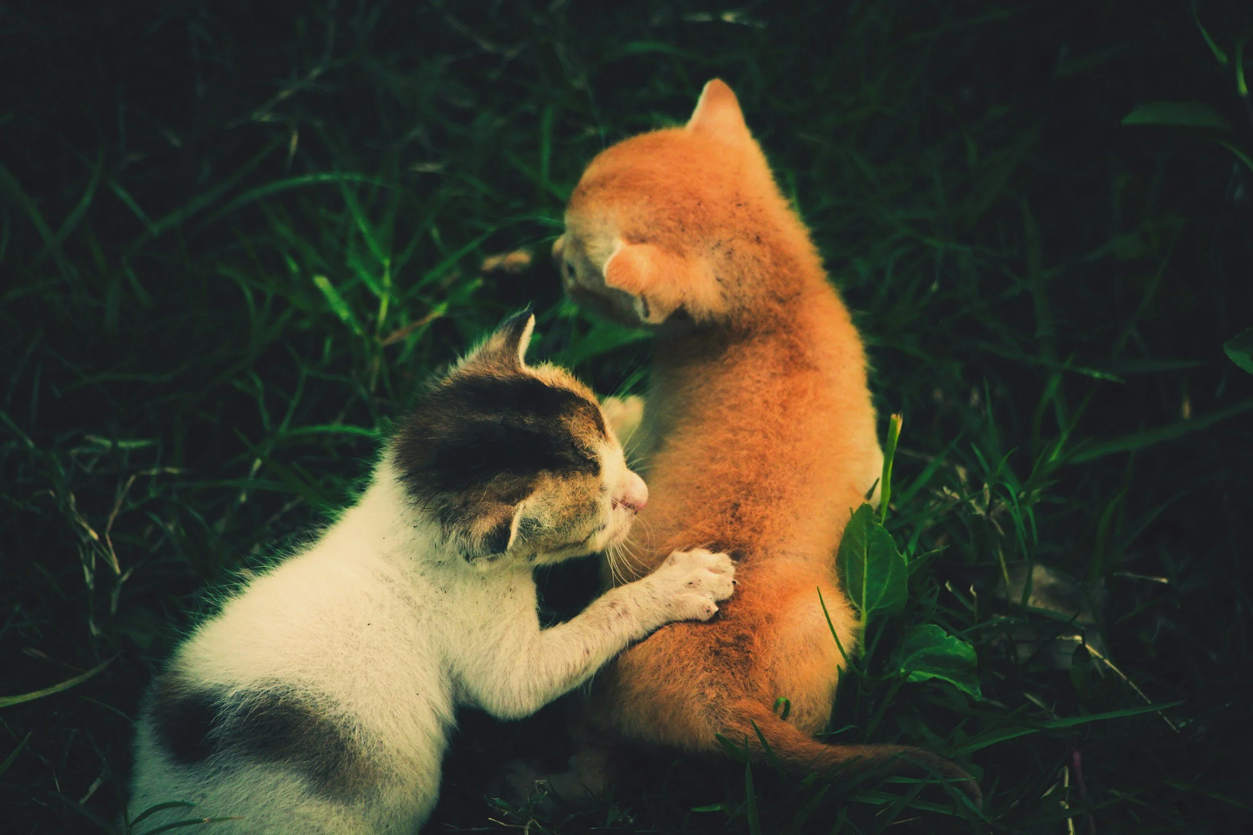 是他變了?還是你拿掉了戀愛濾鏡? 從榮格的「收回投射」看清關係真相。