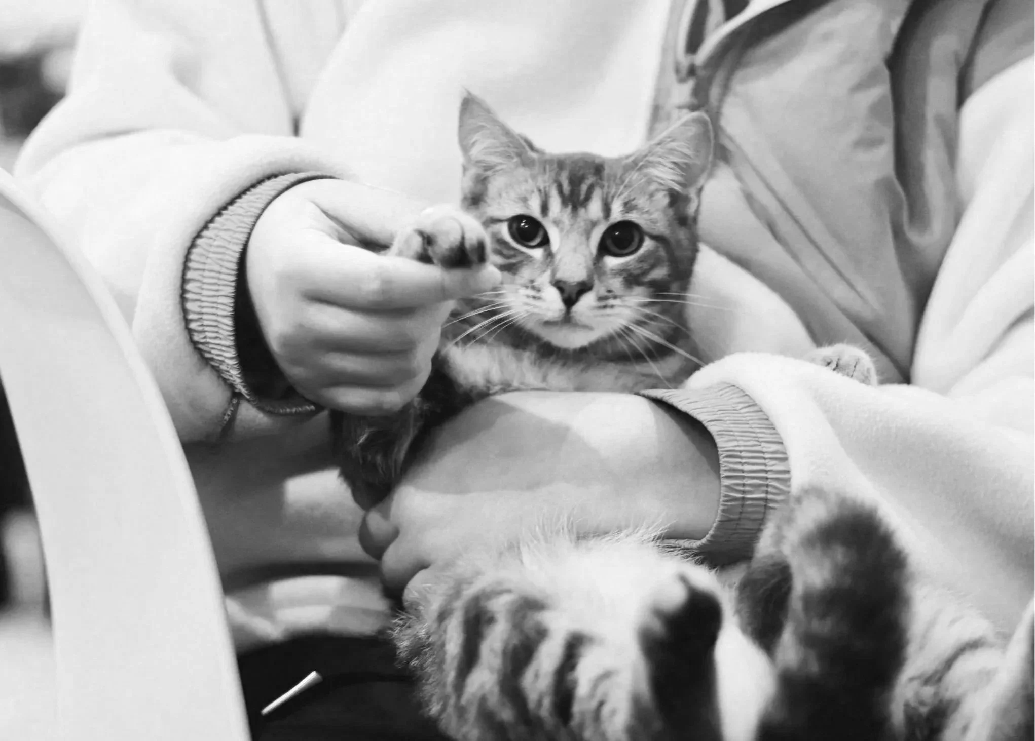 A person holding a tabby cat while giving it a gentle paw shake; the person is sitting on a chair, and the image is in black and white.