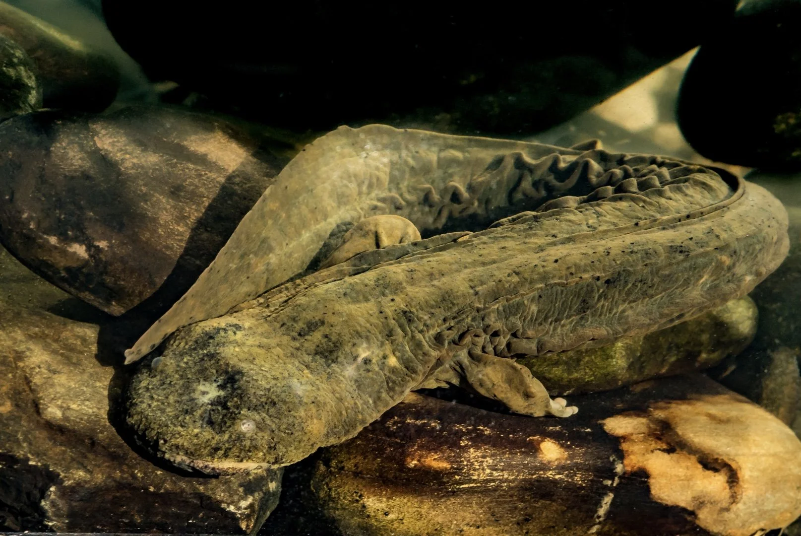 A large amphibian, possibly a salamander or newt, resting among rocks underwater.
