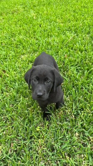 Black puppy standing on green grass, looking at the camera.
