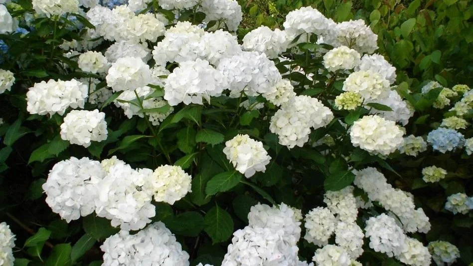 Weiße Hortensien in einem gepflegten Privatgarten