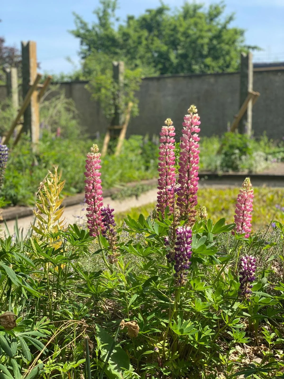 Blühende Lupinen und Stauden in naturnah gestaltetem Garten