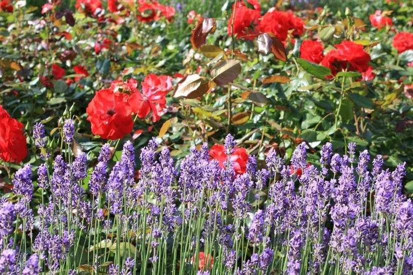 Blühendes Staudenbeet mit roten Rosen und Lavendel im Garten
