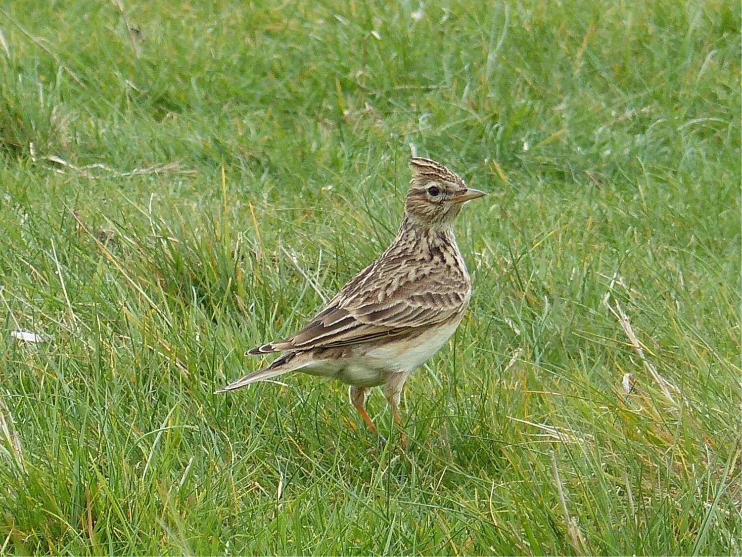 Colour photograph of fawn and cream skylark on grass