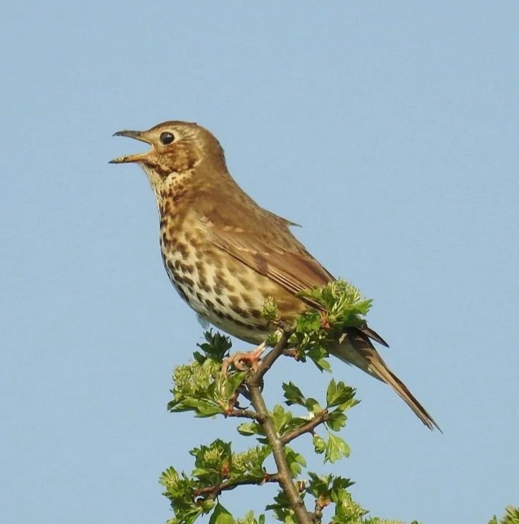 Colour photo of songtrush on branch against blue sky. Speckled golden brown plumage, bright dark eyes and beak open in song.