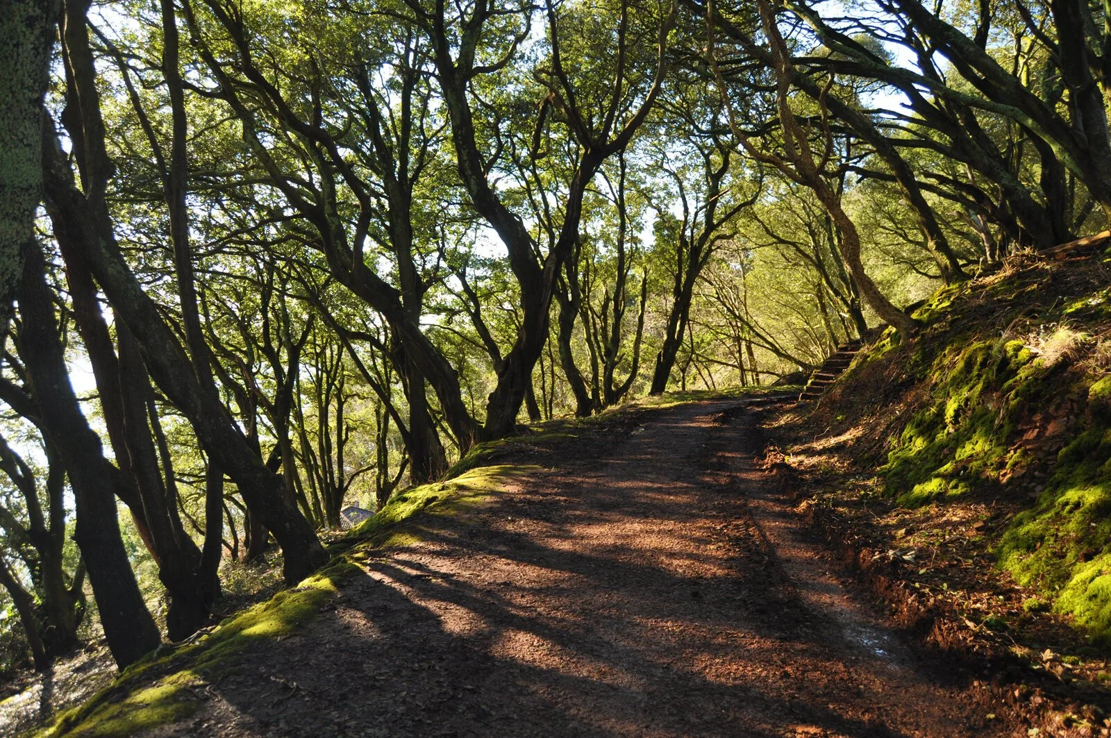 Colour photo of path bordered by trees. Land falls away to one side so trees leaning. Dappled sunshine through tree canopy.