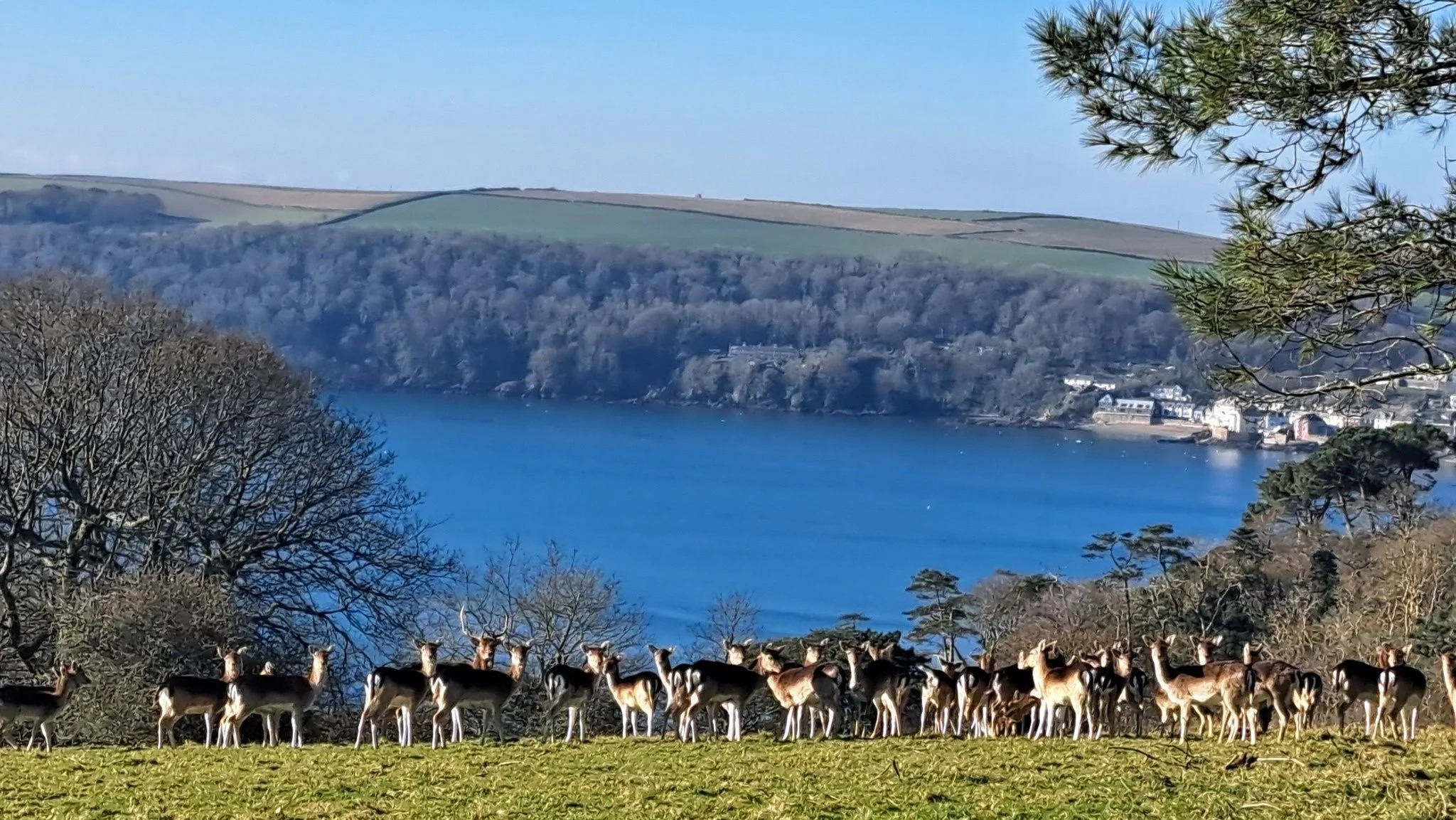 Photo of deer on grass against backdrop of blue sea. Cawsand visible among  trees in distance.