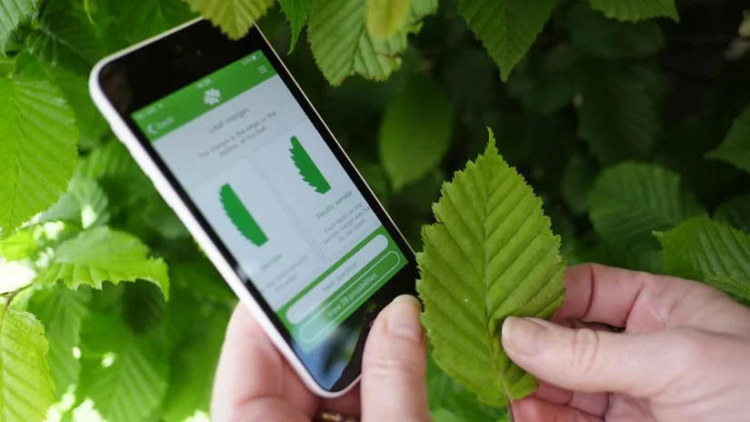 Mobile phone with tree id app on screen held close to green foliage.