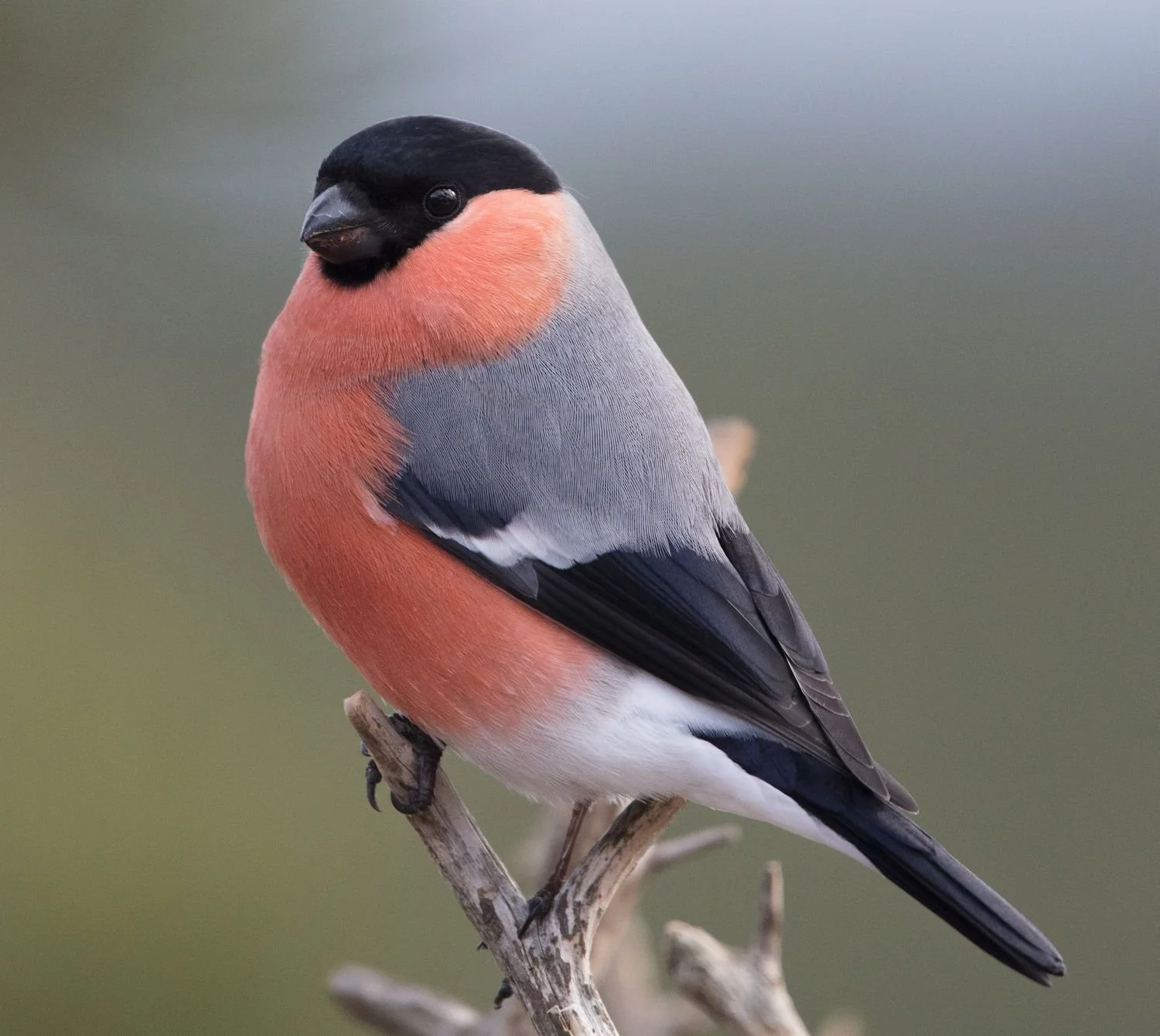 Colour photograph of bullfinch on branch. The bird has a black head and beak, a coral breast and grey and black wings.