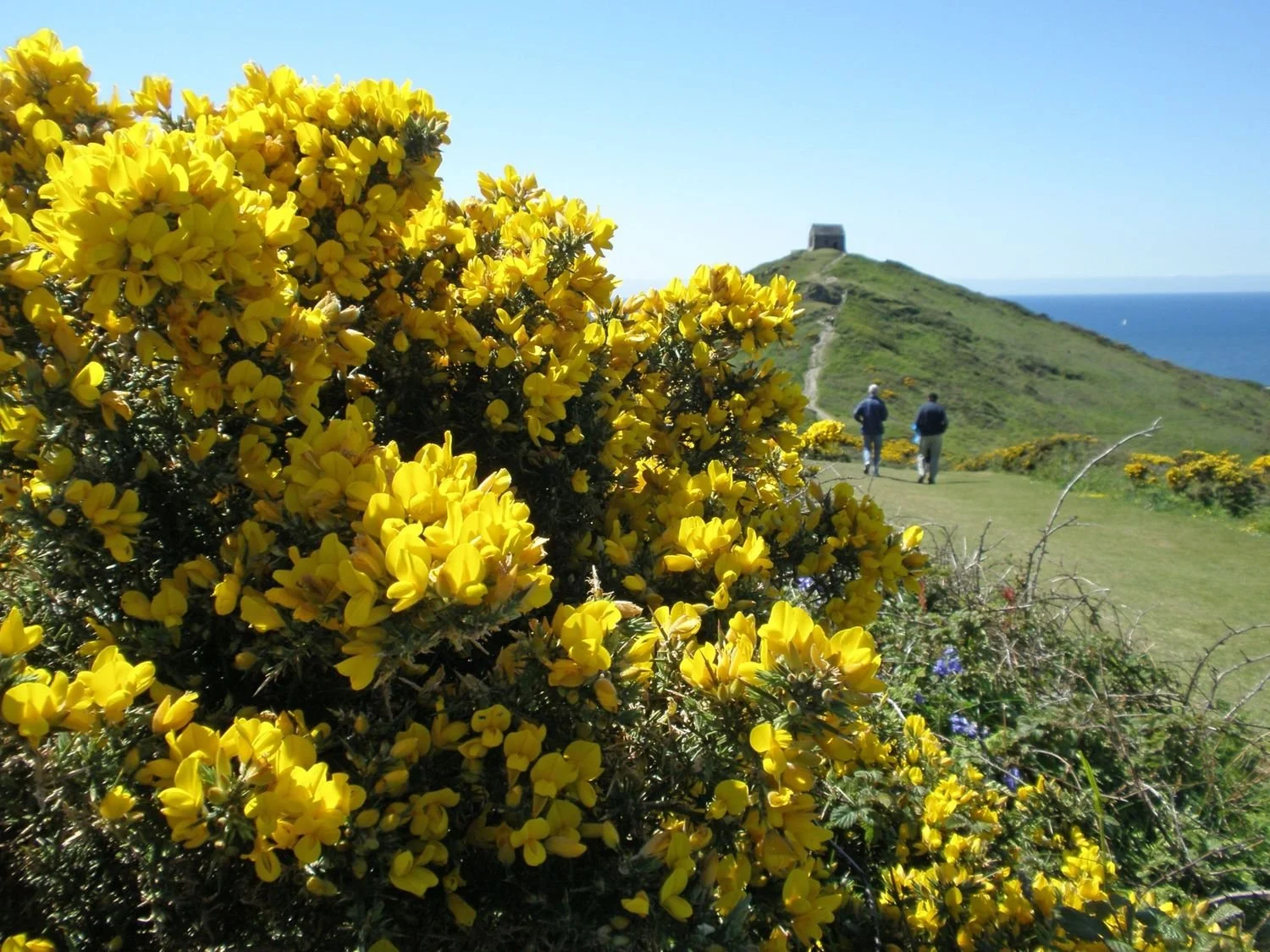 View of Rame Head and Chapel against blue sky with a flowering gorse bush in the foreground. Walkers are heading towards the Chapel.