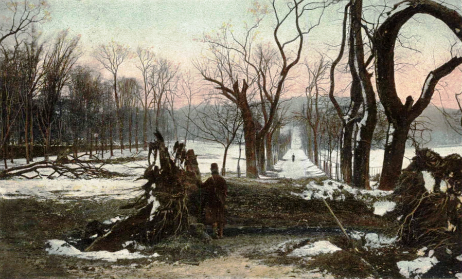 Bleak photo of wintery scene where lines of bare trees stretch away and uprooted, broken trees lie in the foreground.