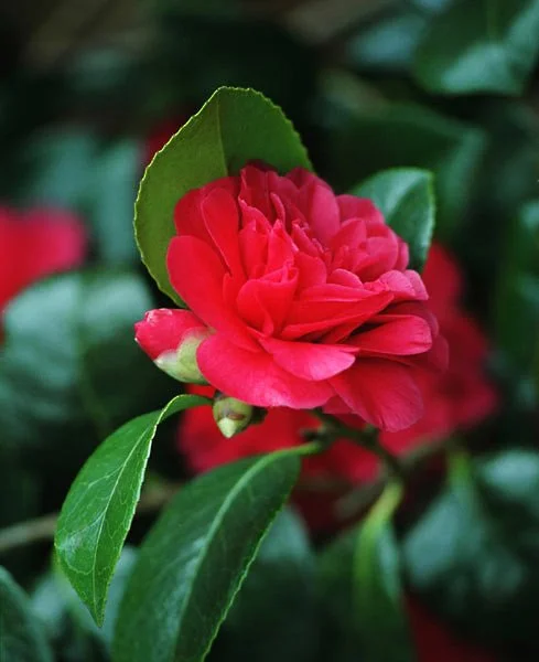 Red camellia bloom against dark green glossy foliage