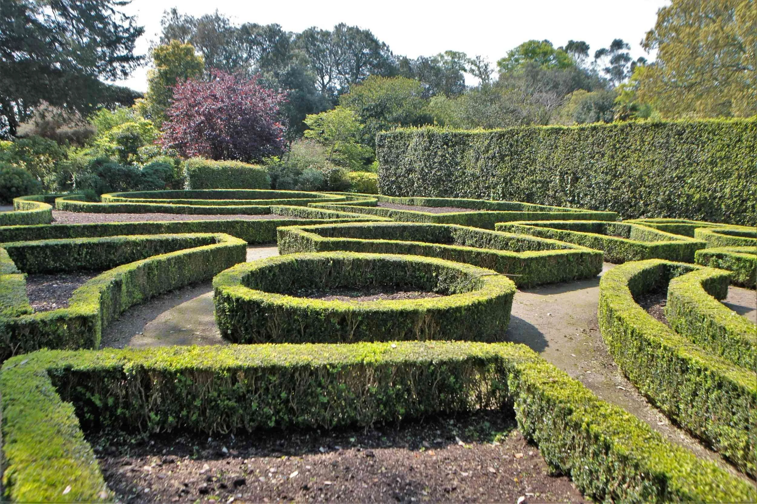 Colour photo of parterre in French garden. The low box hedges are neatly clipped. The soil within is bare. Trees in background.