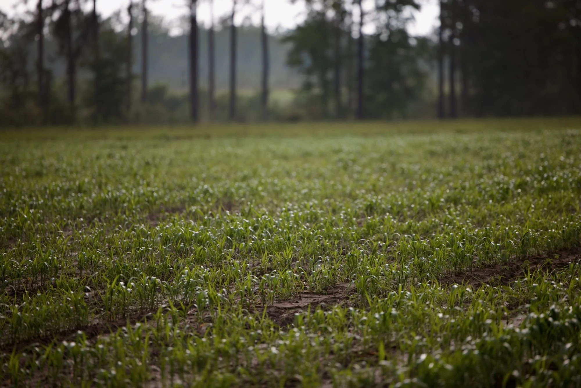 A wide view of an open area on a recreational property