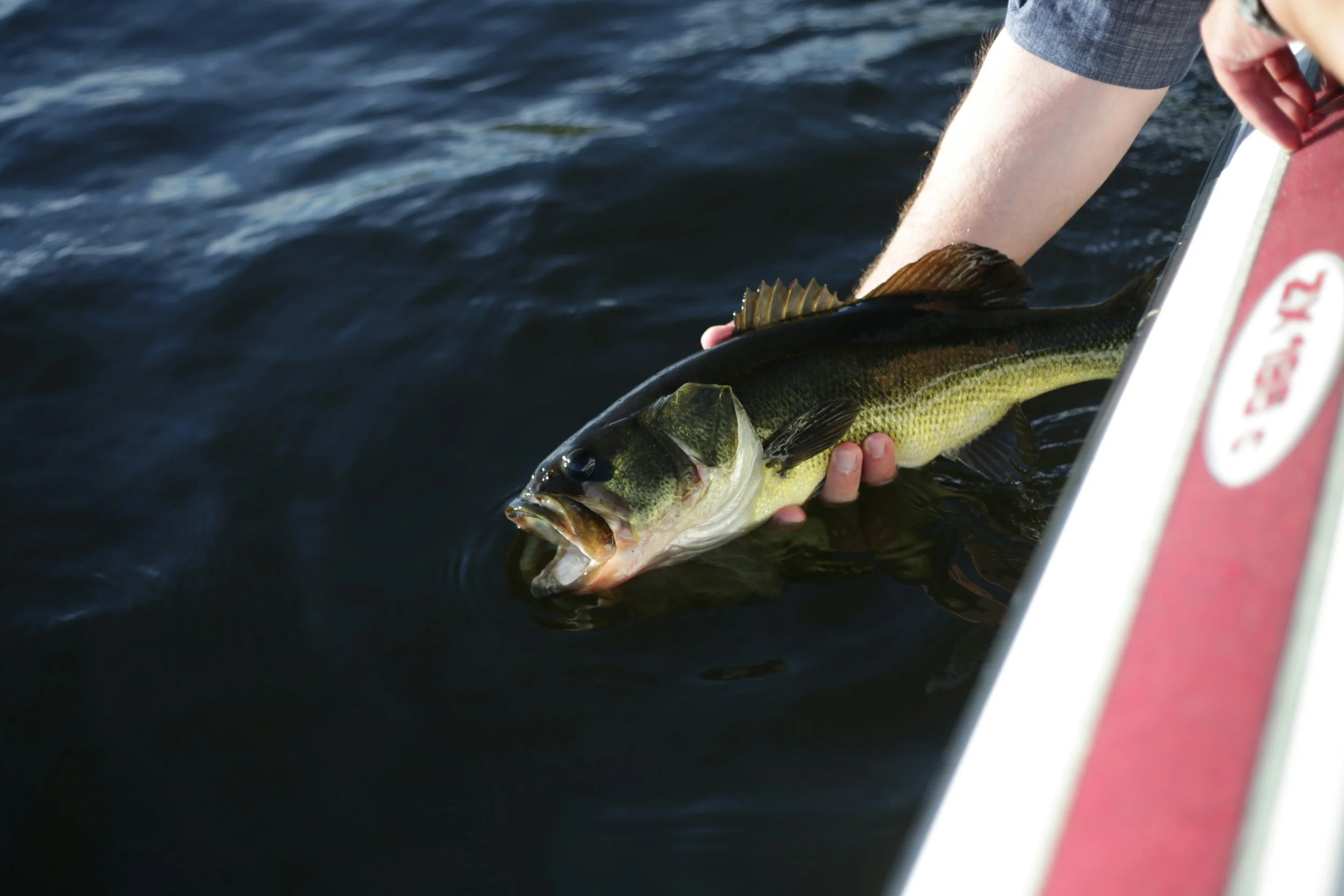 Hands pulling a bass out of water during an electrofishing survey to judge ecological health