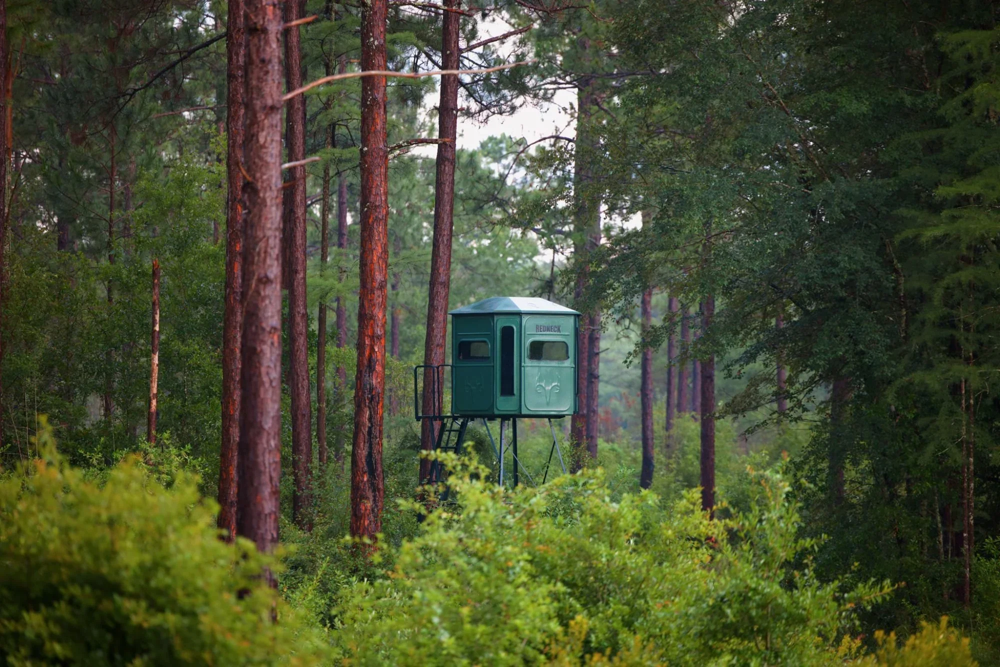 The acorn effect: why your deer harvest strategy needs to change this year