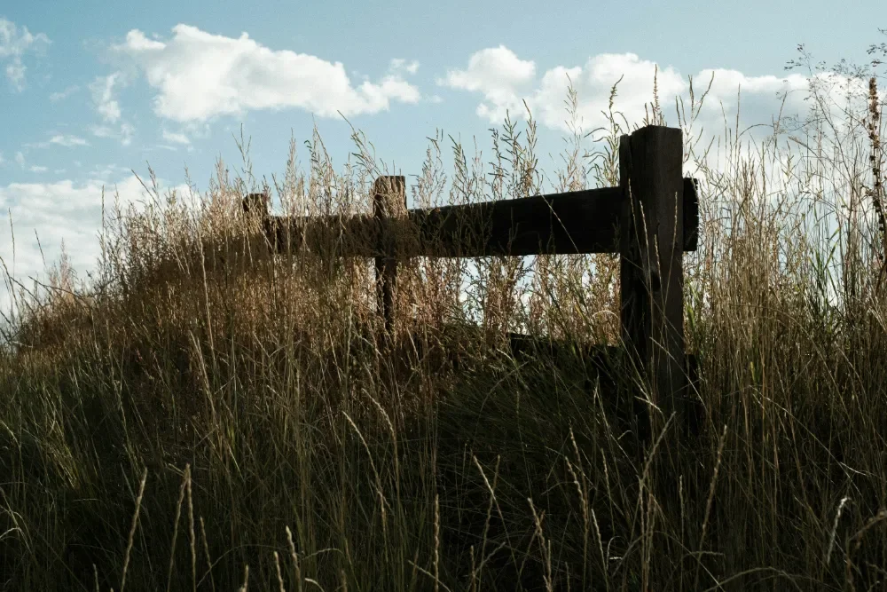 Old-Field Management vs. Food Plots: Why Native Forage Wins